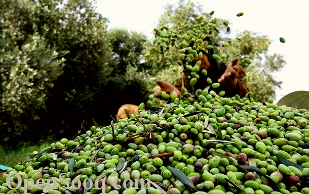 زيت زيتون فلسطيني بكر - عصرة اولى    Palestinian Olive Oil Extra Virgin First Pressing - Image 6
