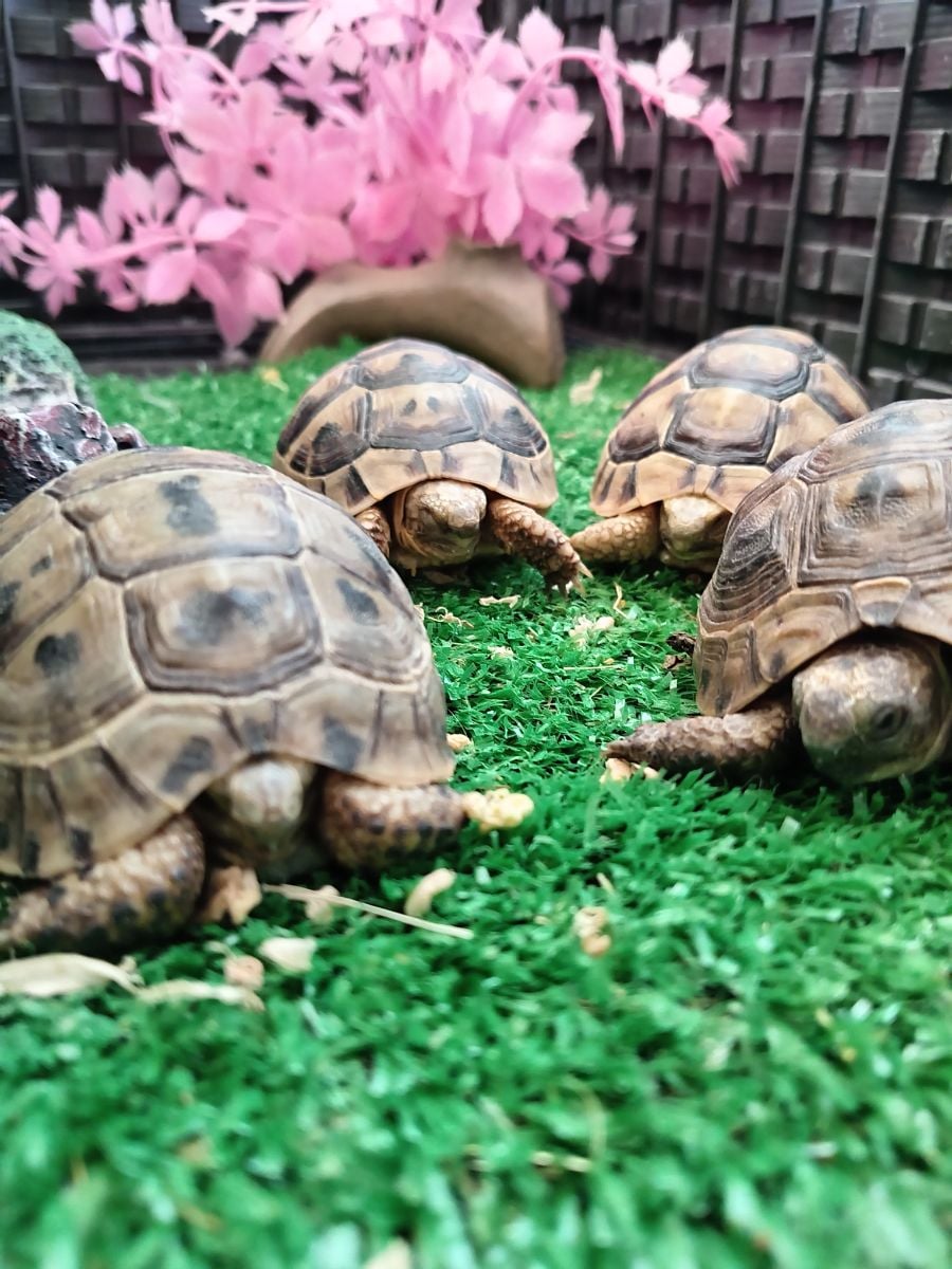 Turtle - Image 3