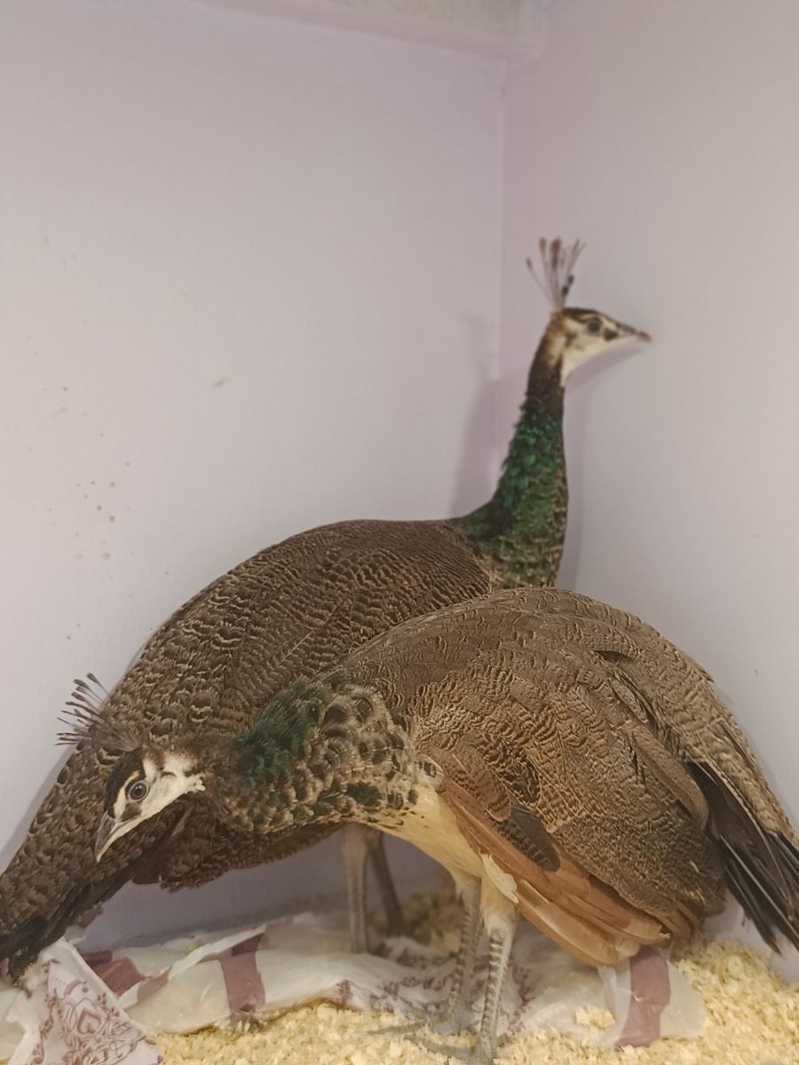 Peacocks - Image 2