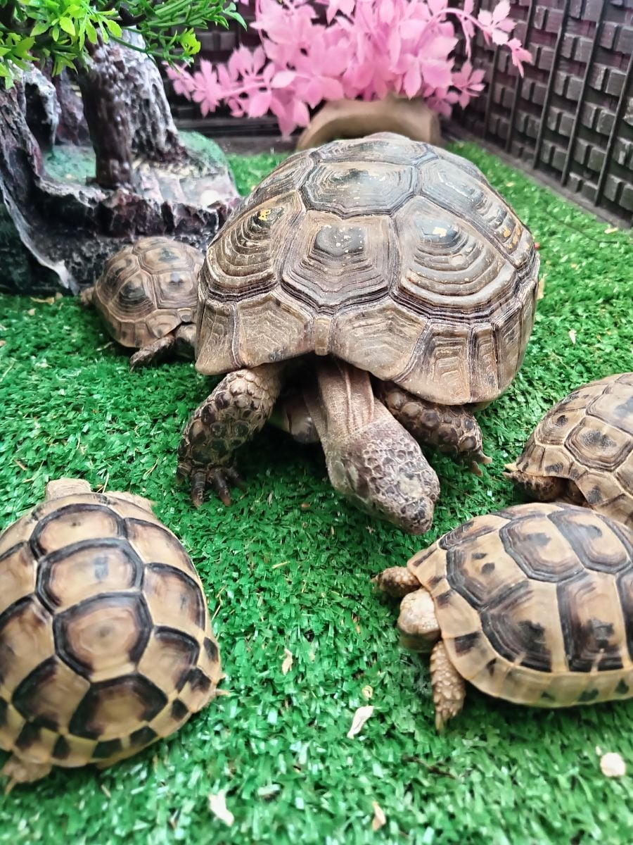 Turtle - Image 1