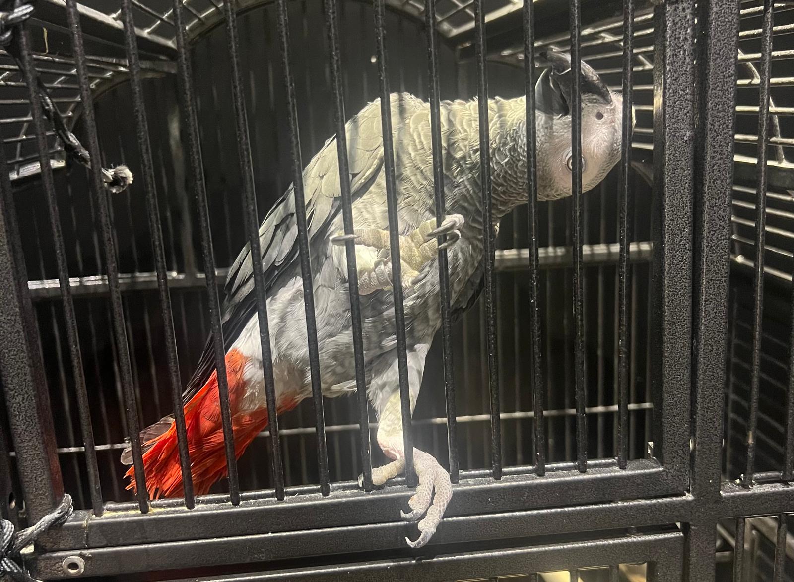Stunning African Grey Parrot for Sale – 1 year 6 months old - Image 2