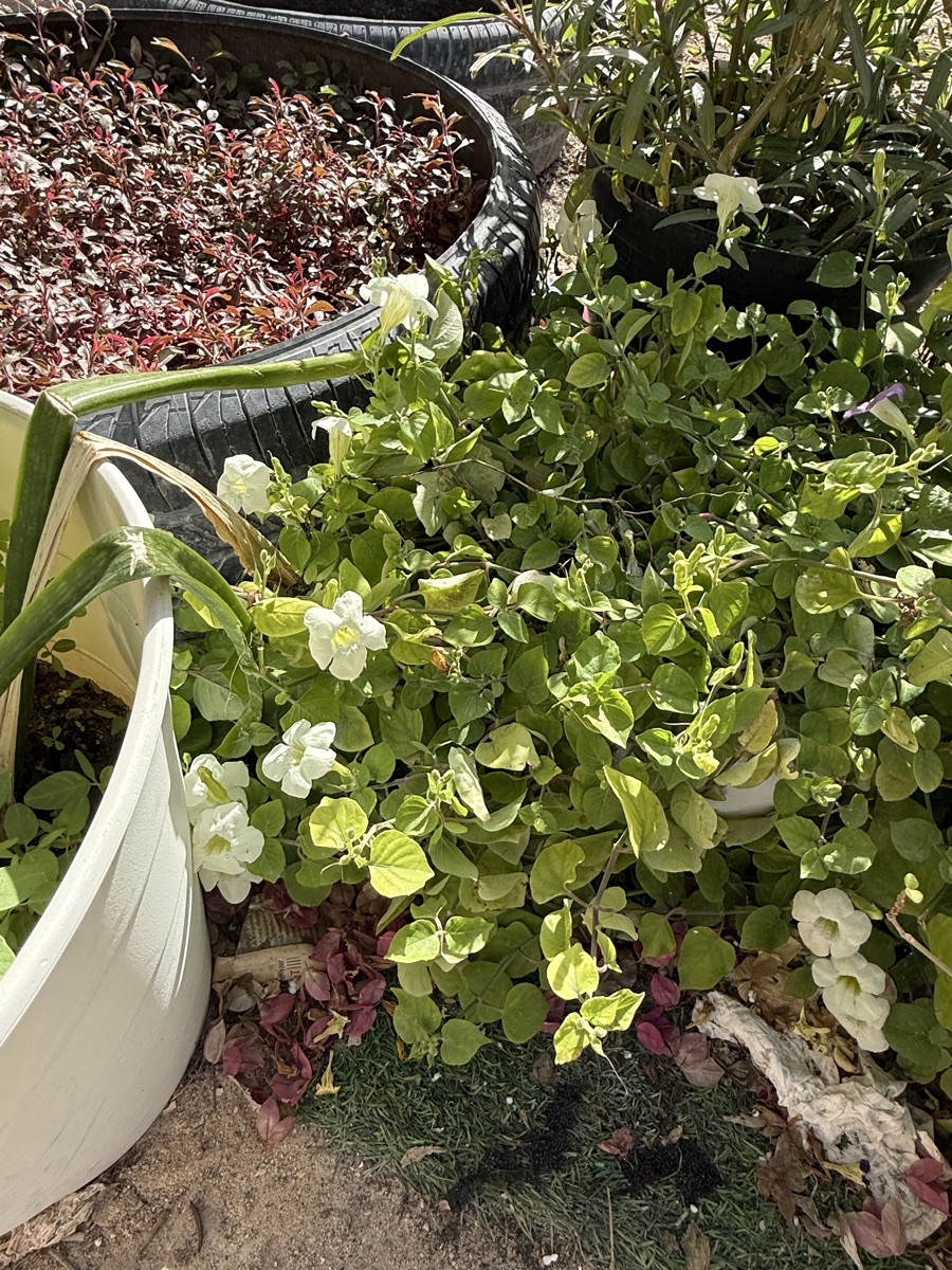 Plants - Image 11