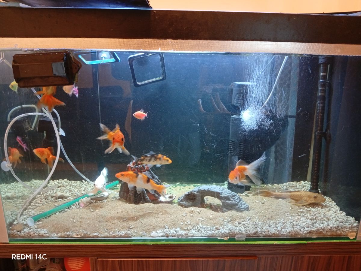 Gold fish and koi fish for sale with the tank fullset - Image 6