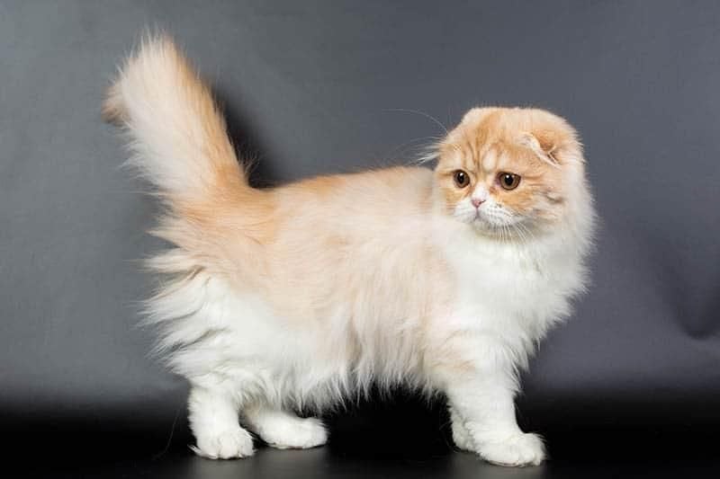 Long haired Scottish fold Cat - Image 1