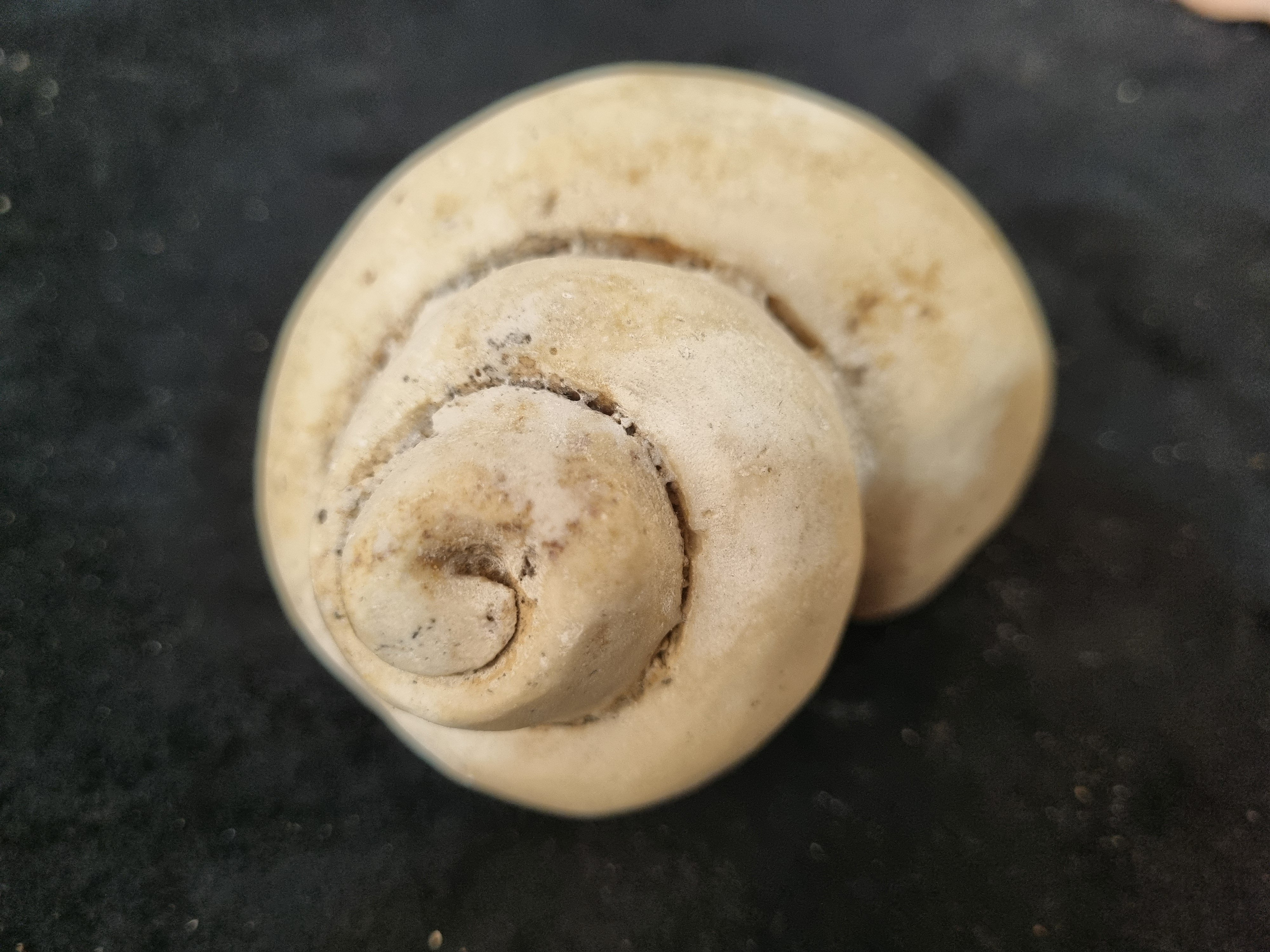 Gastropod Fossil  - Image 5