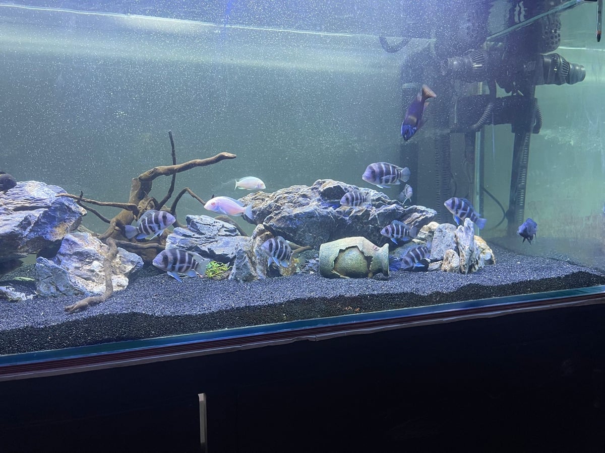 Fish tank / aquarium - Image 4