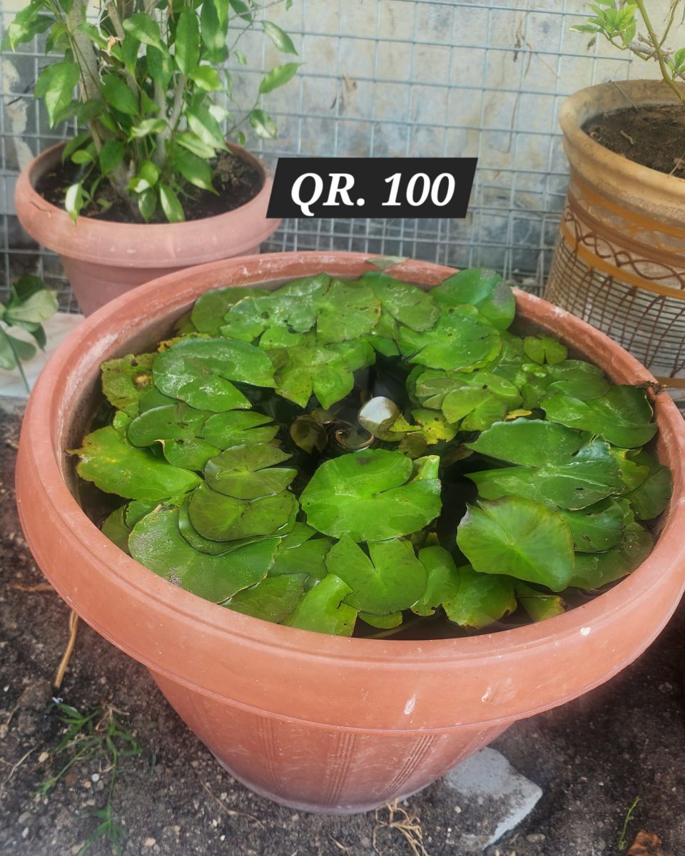 Plants for sale - Image 13