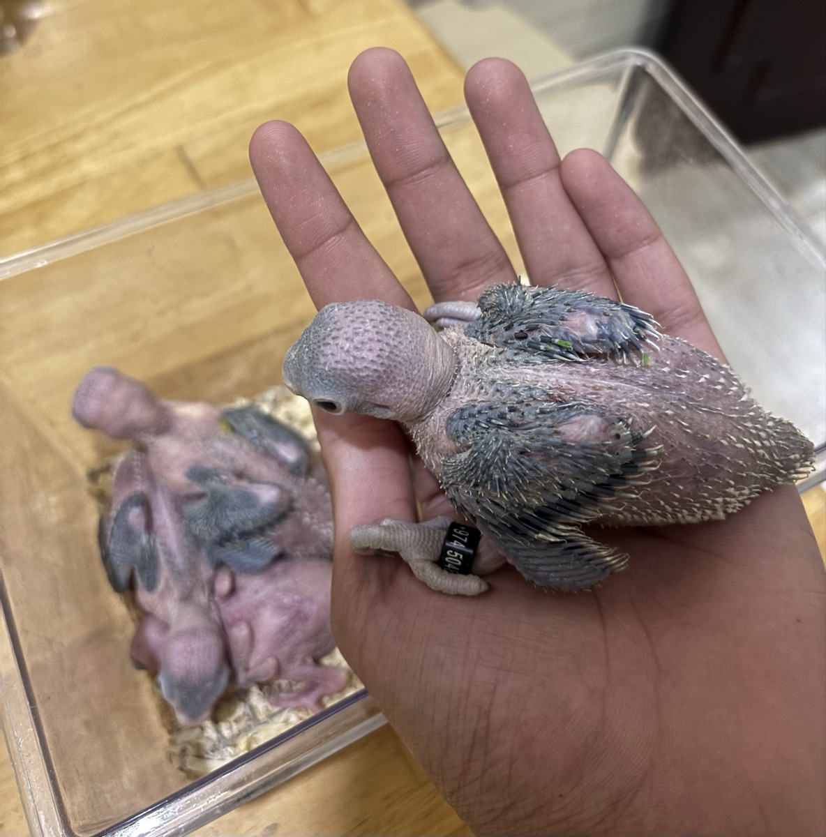 Indian ring neck chicks for sale - Image 1
