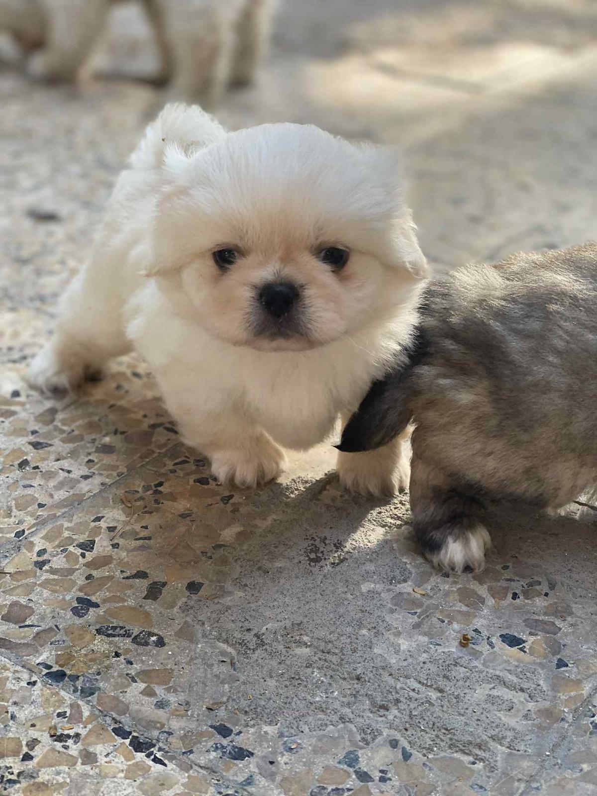 Pekingese Puppies  - Image 4