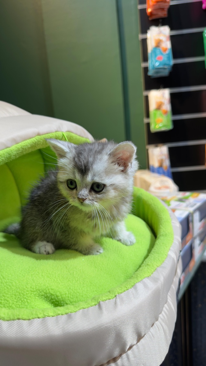Scottish kitten - Image 2