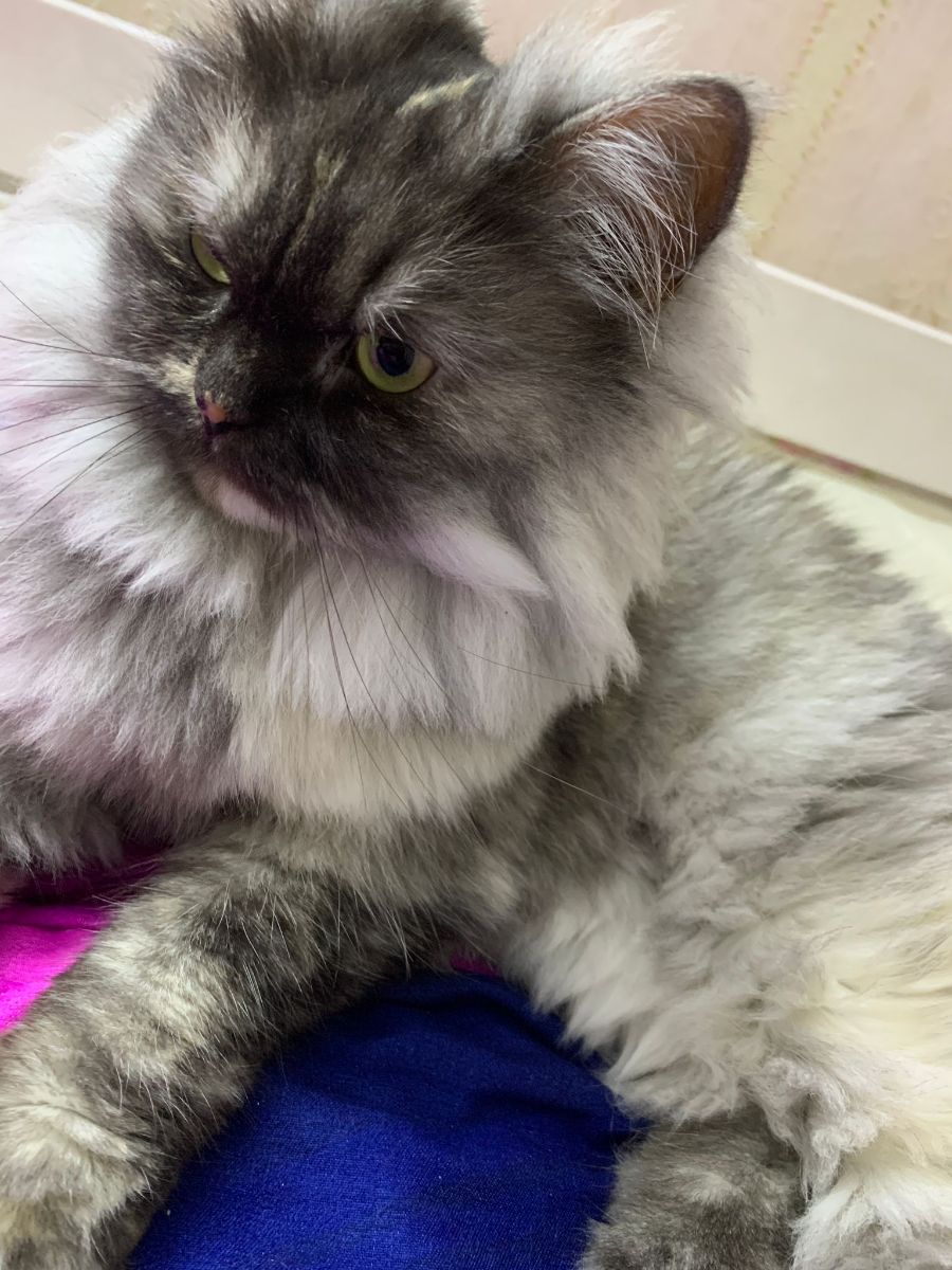Siberian female cat with greenish hazel eyes - Image 8