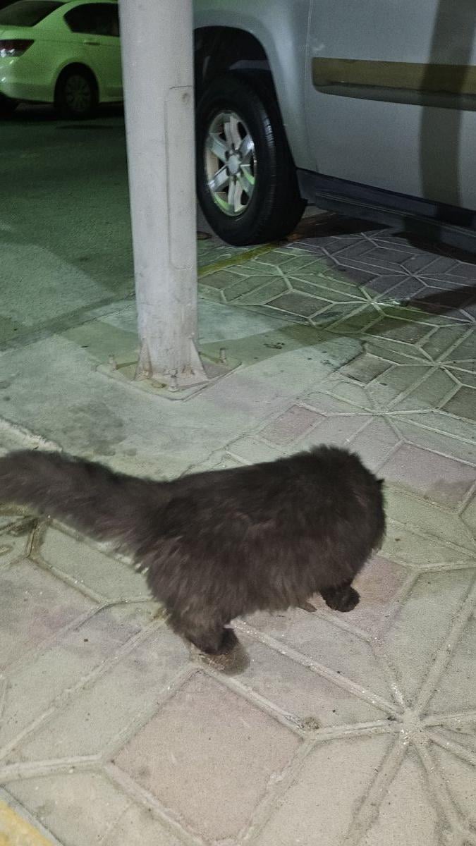 Cat , Black beautiful and fluffy - Image 1