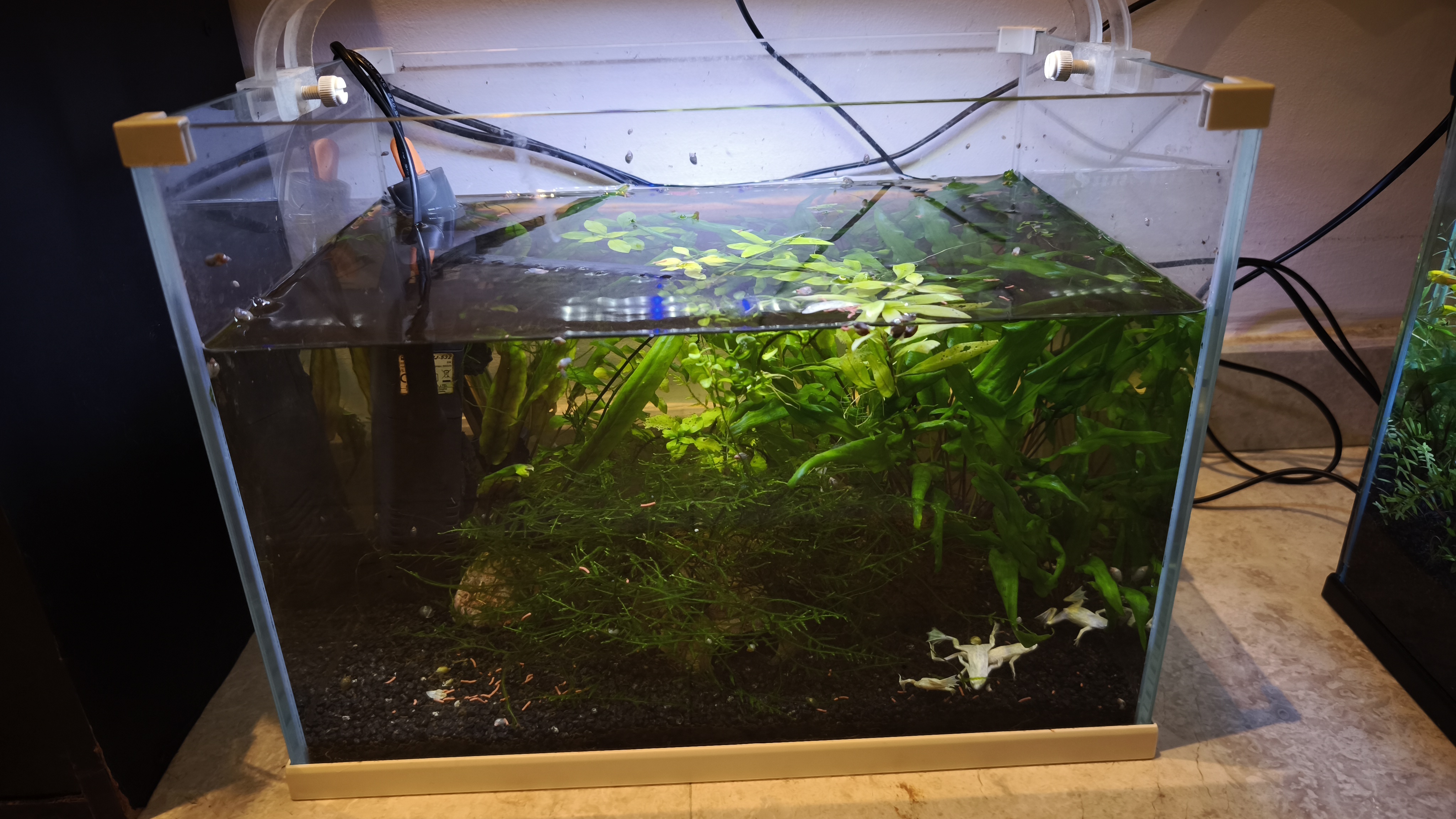 Planted tank with dwarf african frogs and briselnose pleco - Image 2