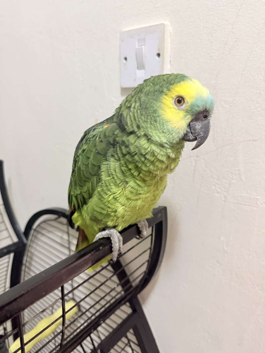 Bird - Image 3