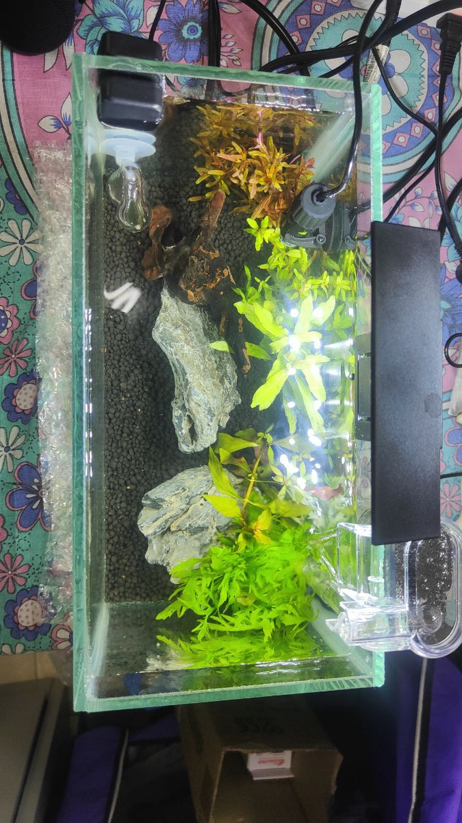 Planted Aquarium for Sale – Perfect for Office or Home Desk - Image 4