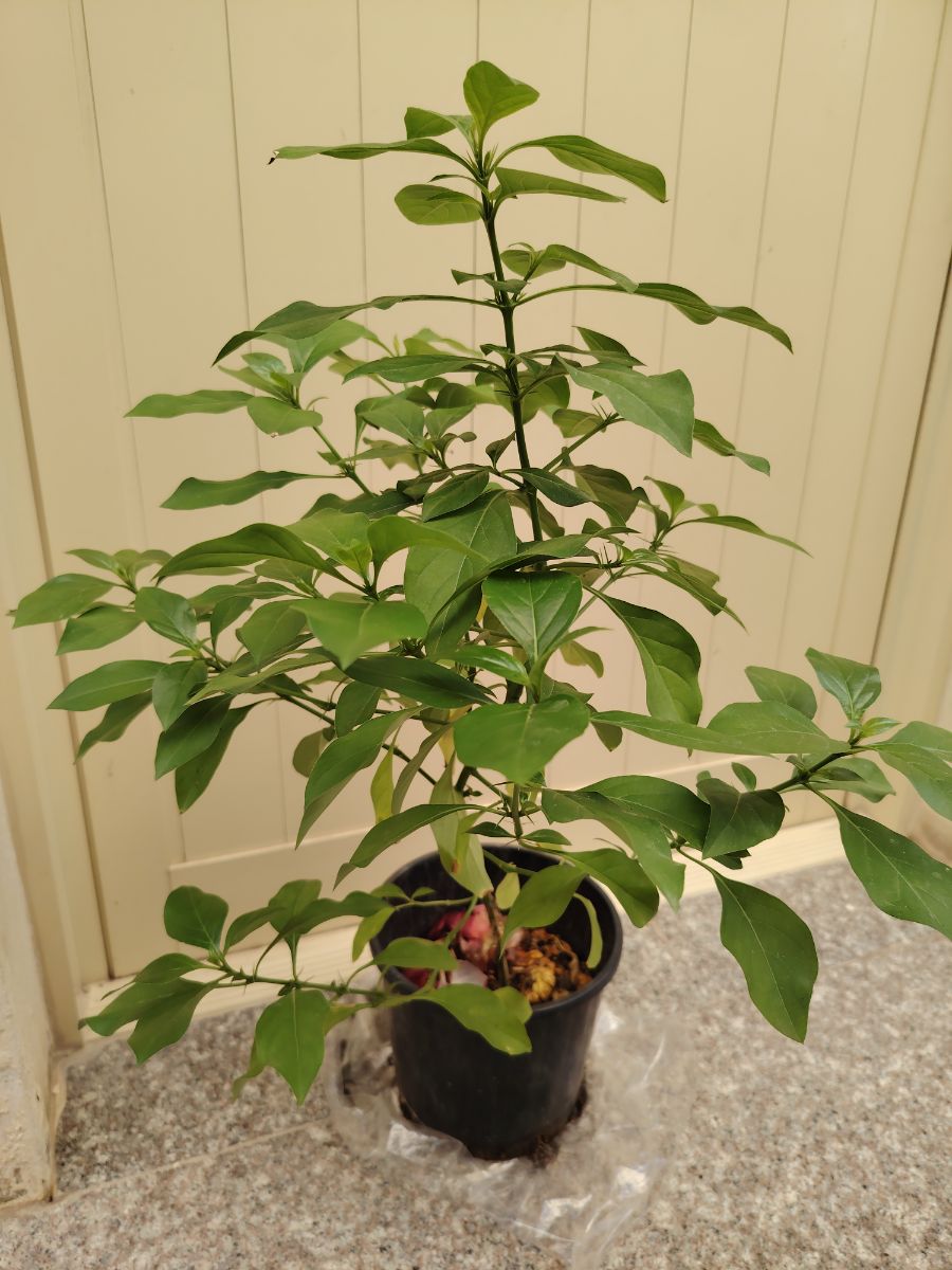 Barleria cristata flower plant for sale - Image 8