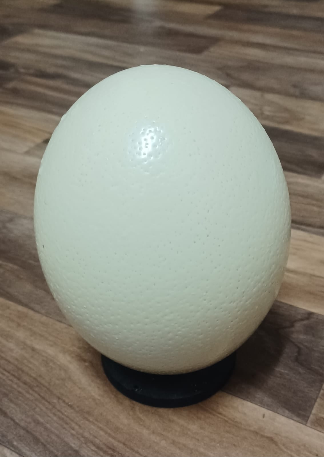Authentic Ostrich Egg – Imported from South Africa (Large Size) - Image 1