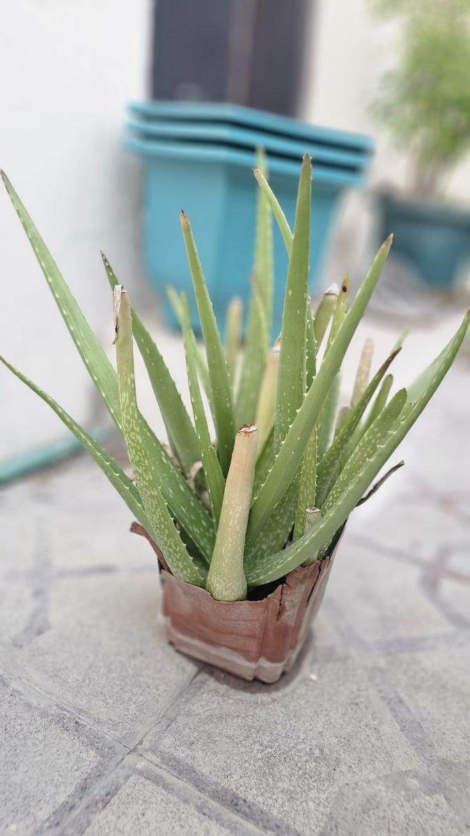 Aloe Vera Plant - Image 6