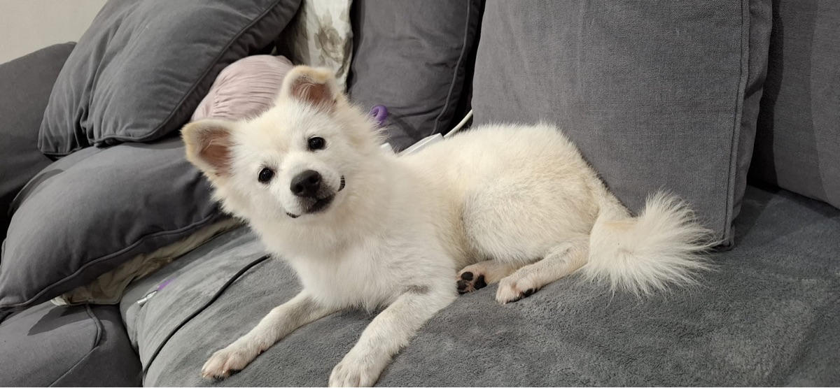 Japanese Spitz Dog - Image 2