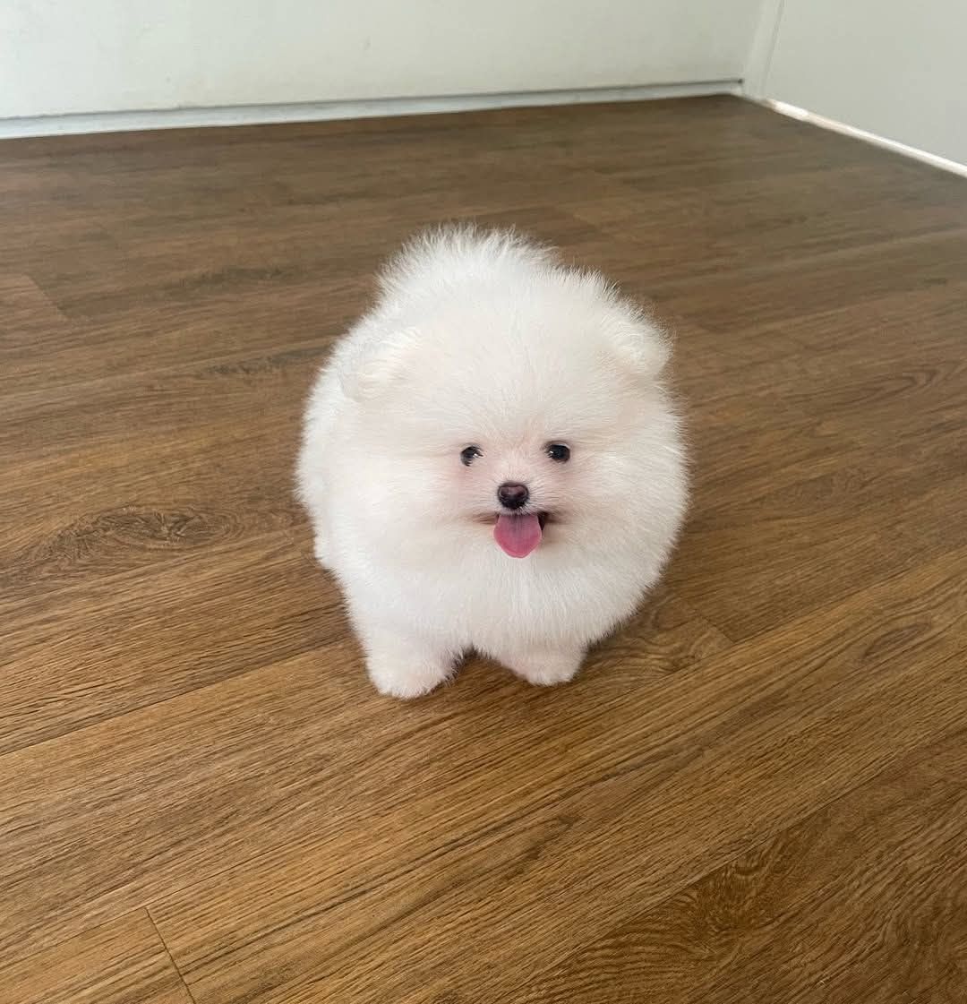 Beautiful Pomeranian puppies looking for loving homes - Image 3