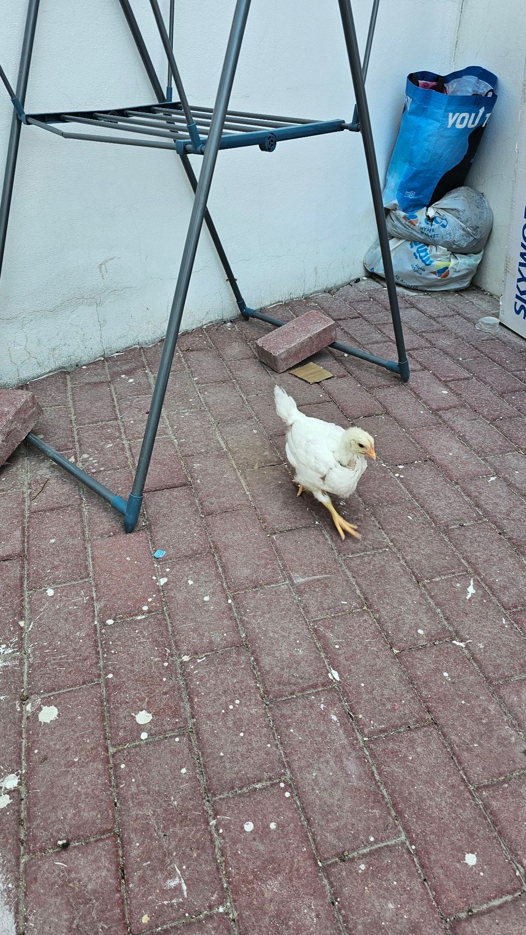 Free chicken  - Image 4