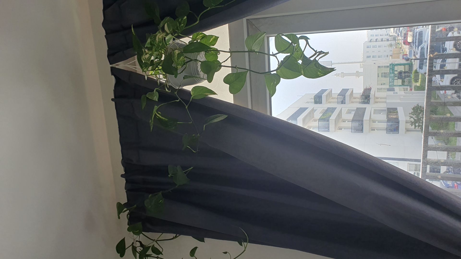 Pothos for 45qar - Image 2