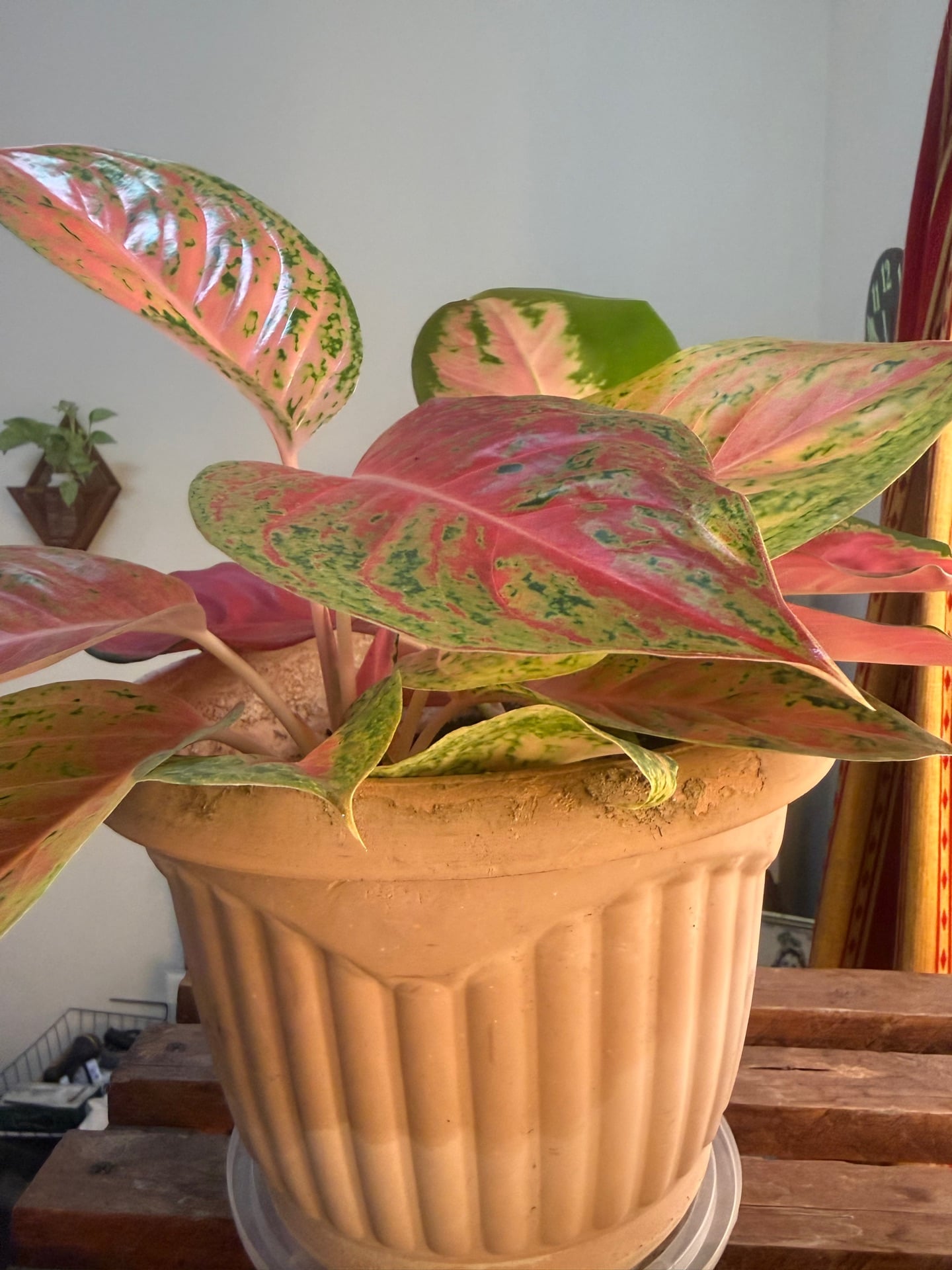 Indoor plant for sale  - Image 4