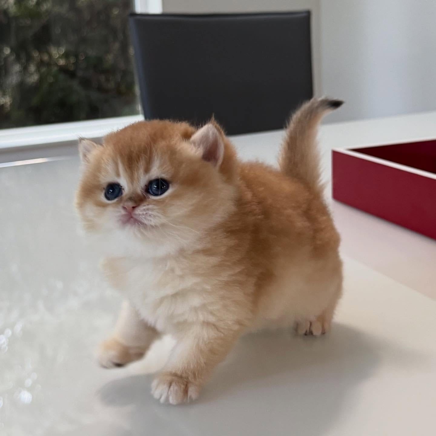 Adorable British Shorthair Kittens - Image 3