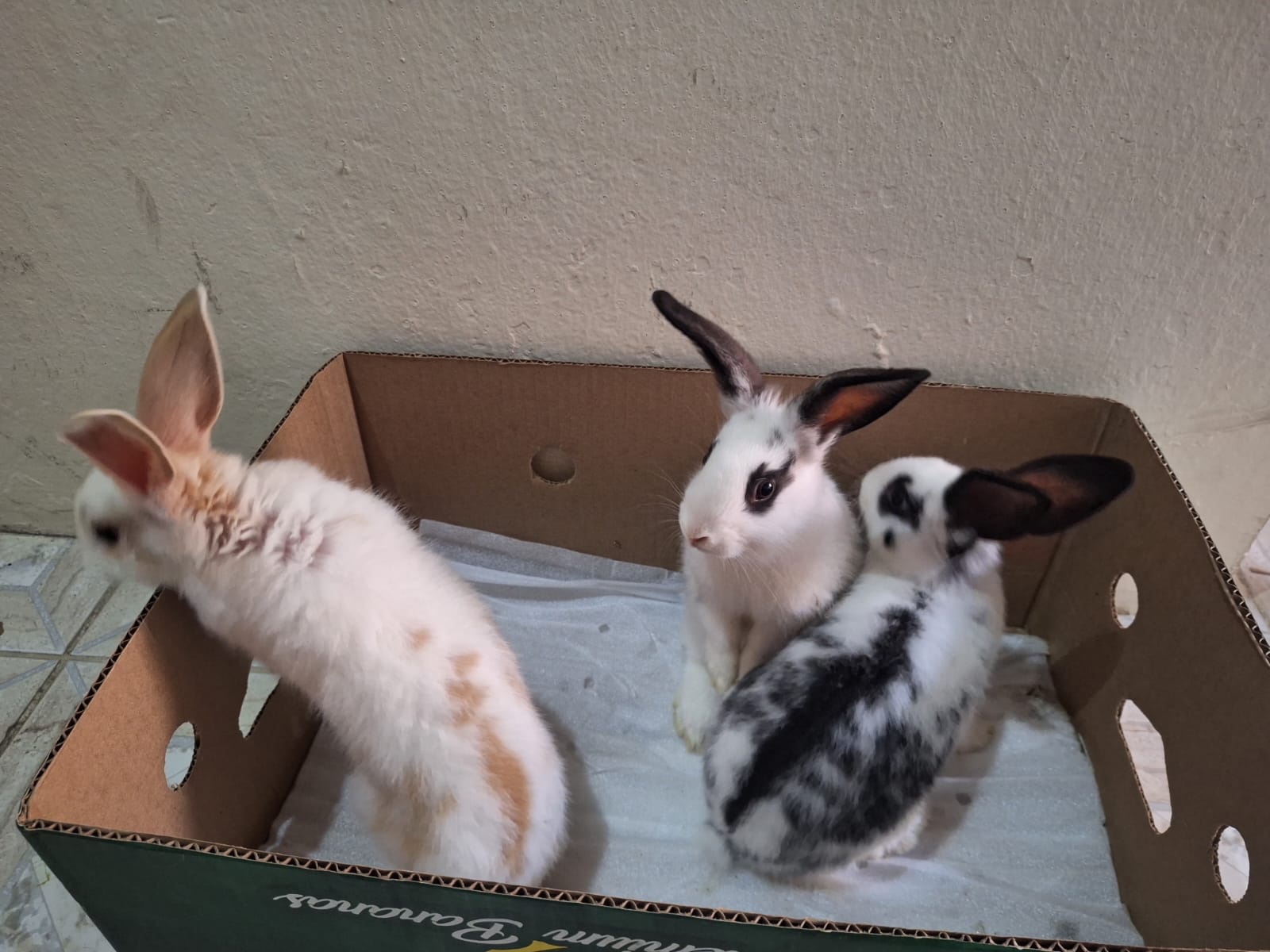  rabbits for sale  - Image 2