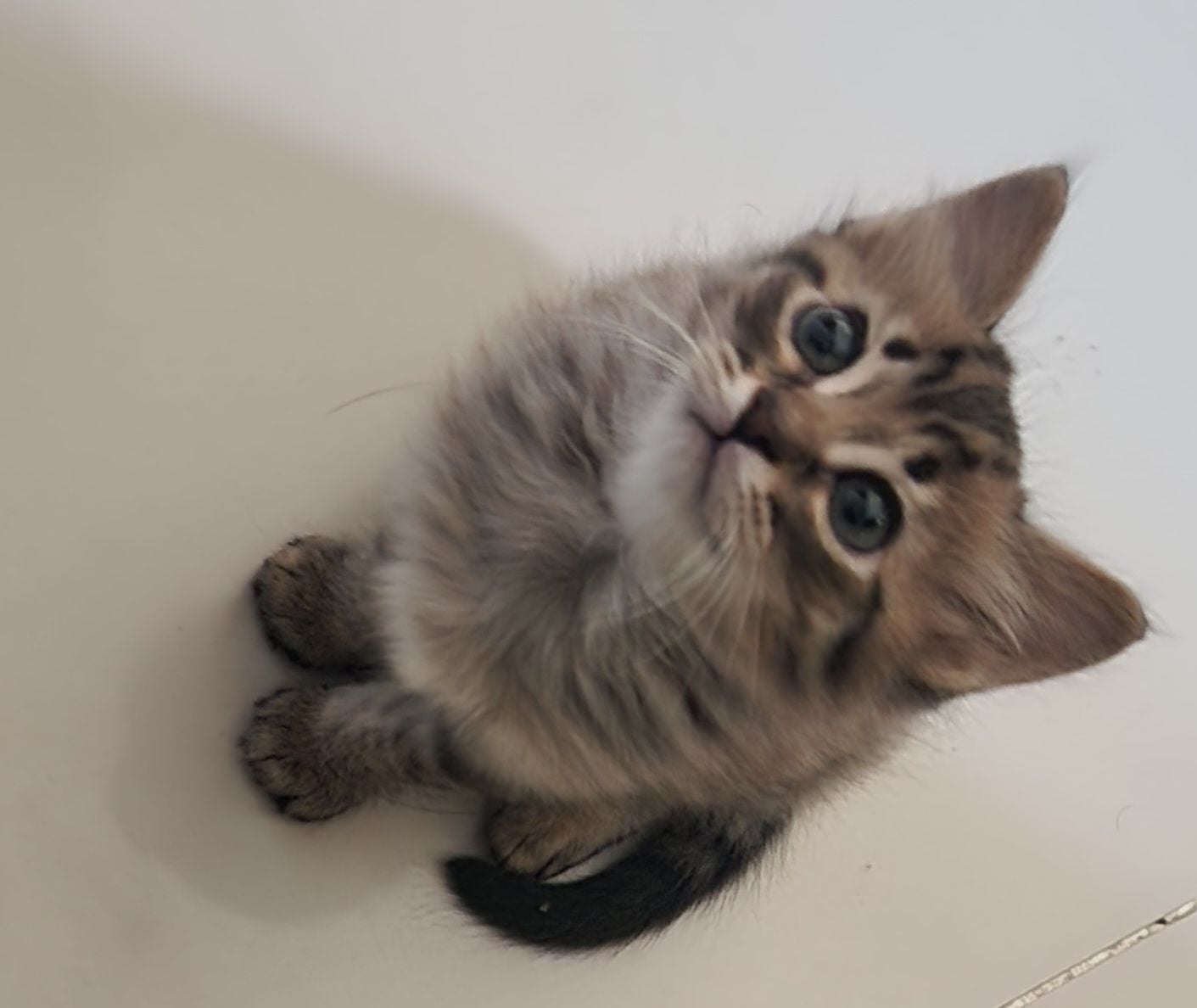 Kittens for Free - Image 1