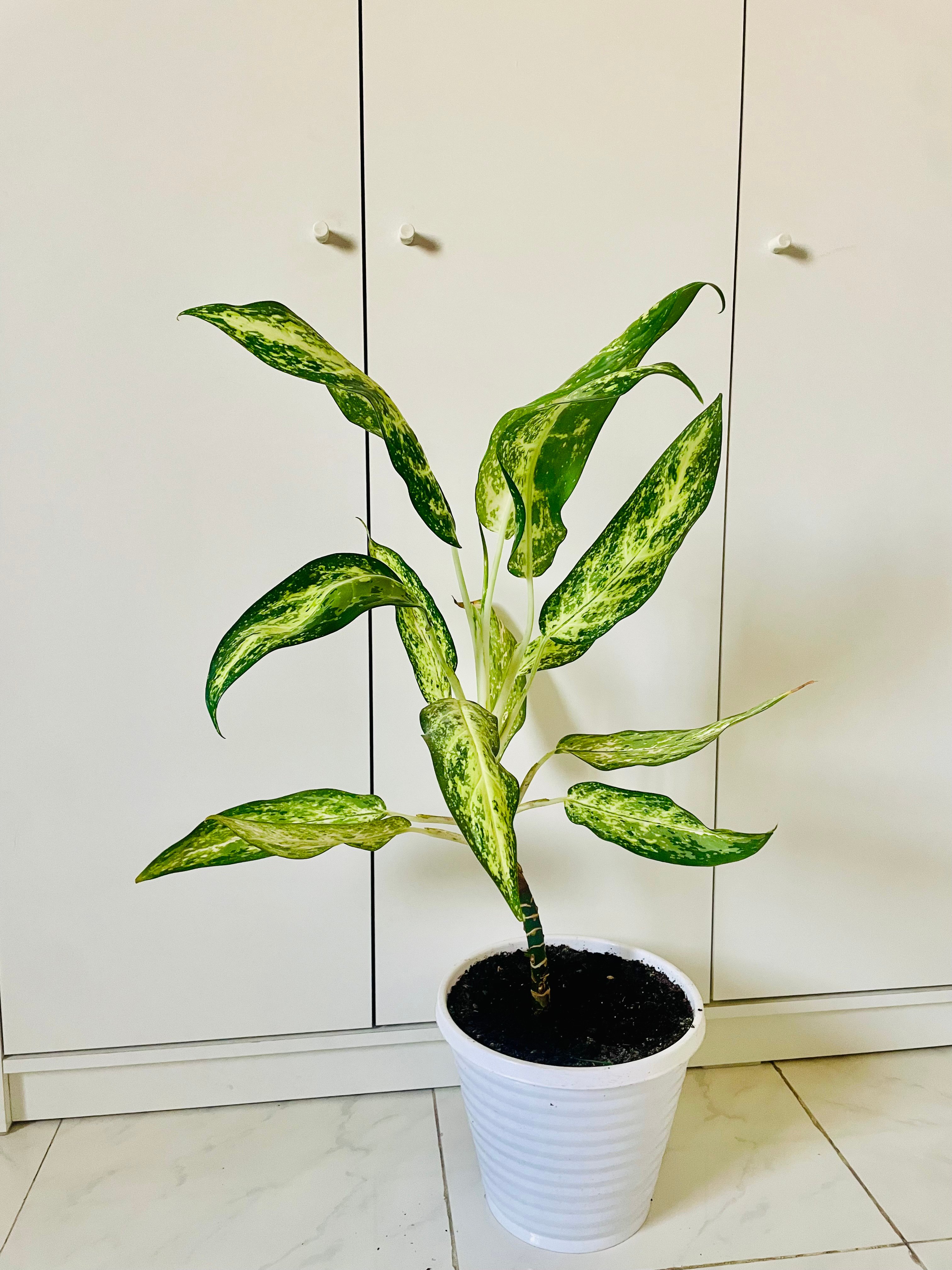 Healthy indoor plants for sale !! - Image 1