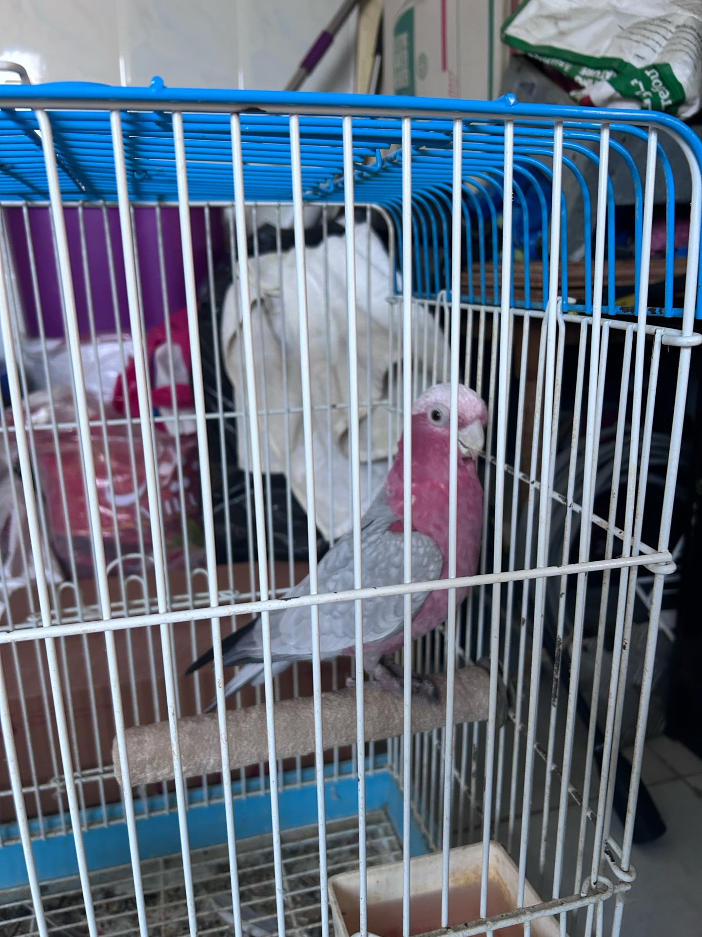 Galah - Image 2