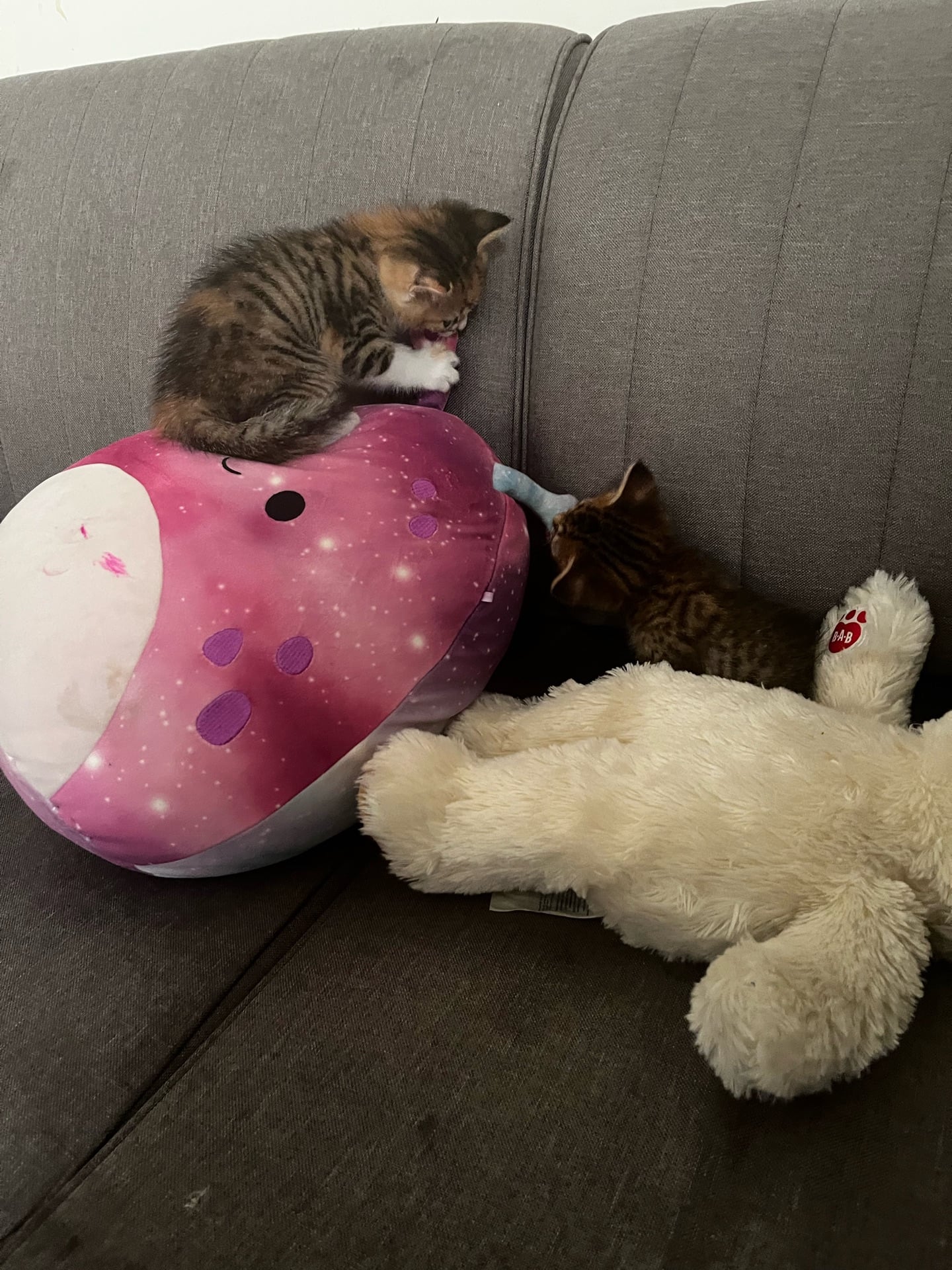 Two kitten female - Image 6