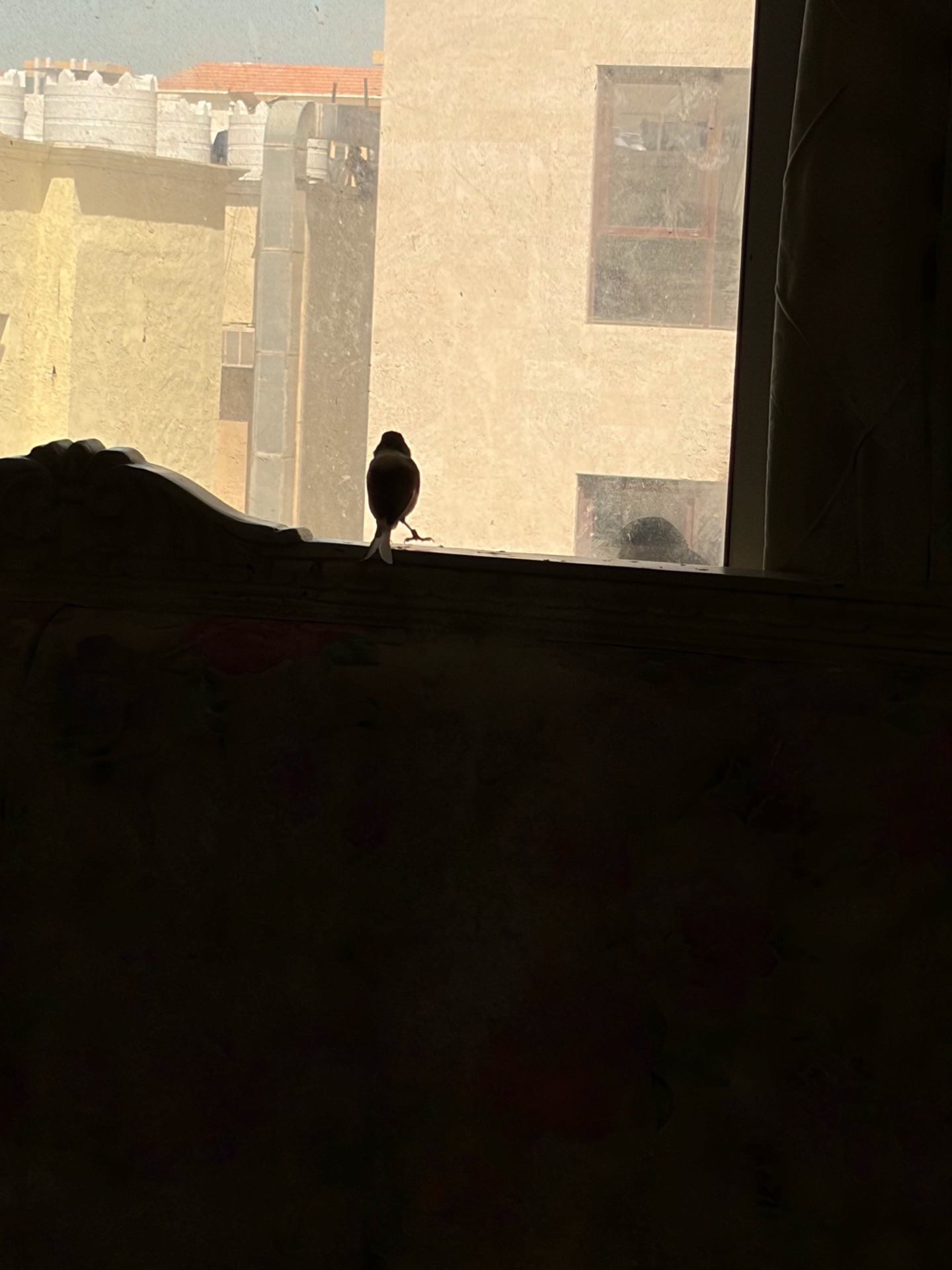 Lovely canary bird for sale. Strong, sweet singing voice, active and healthy. - Image 6