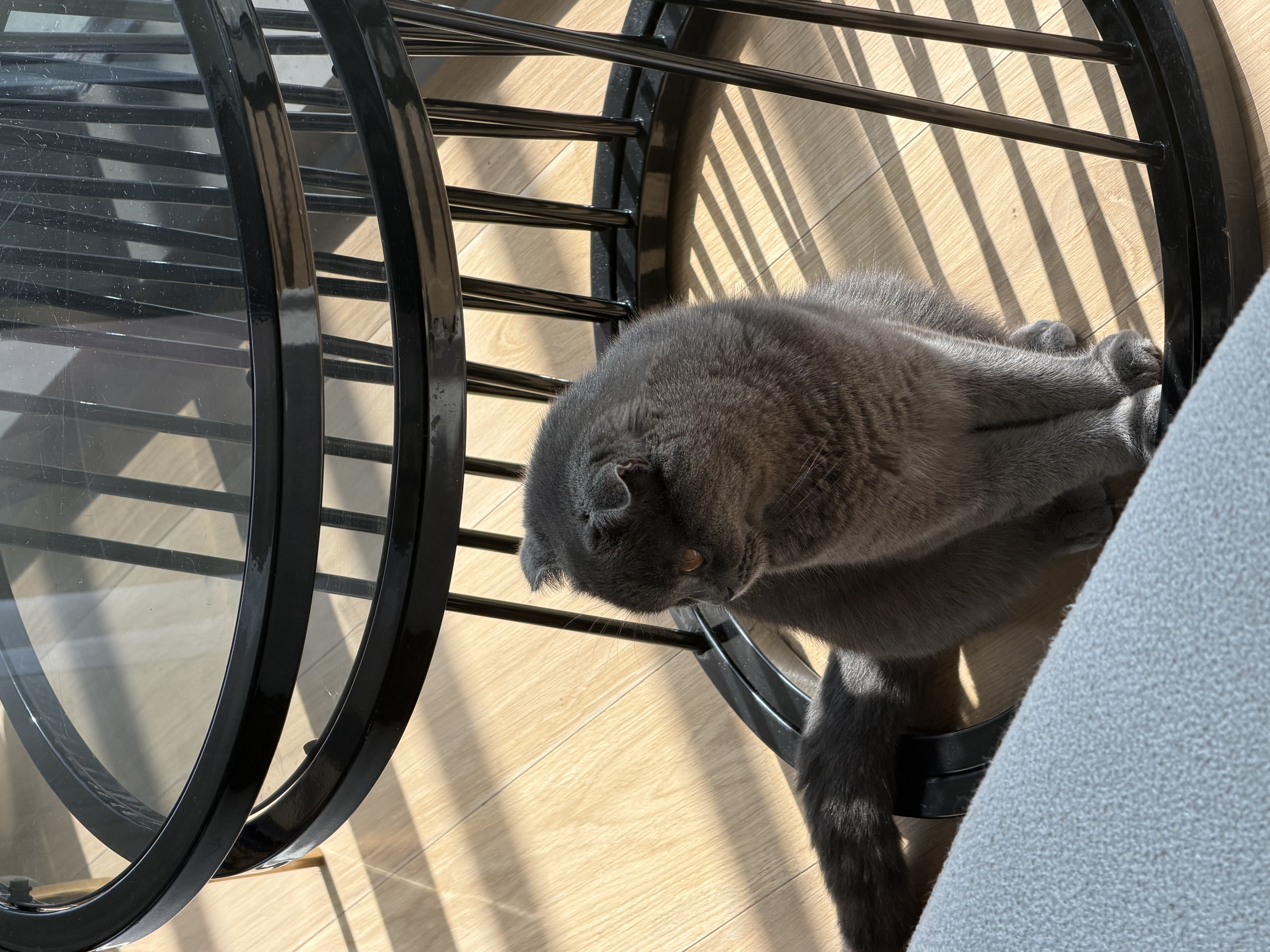 Scottish cat for adoption  - Image 2