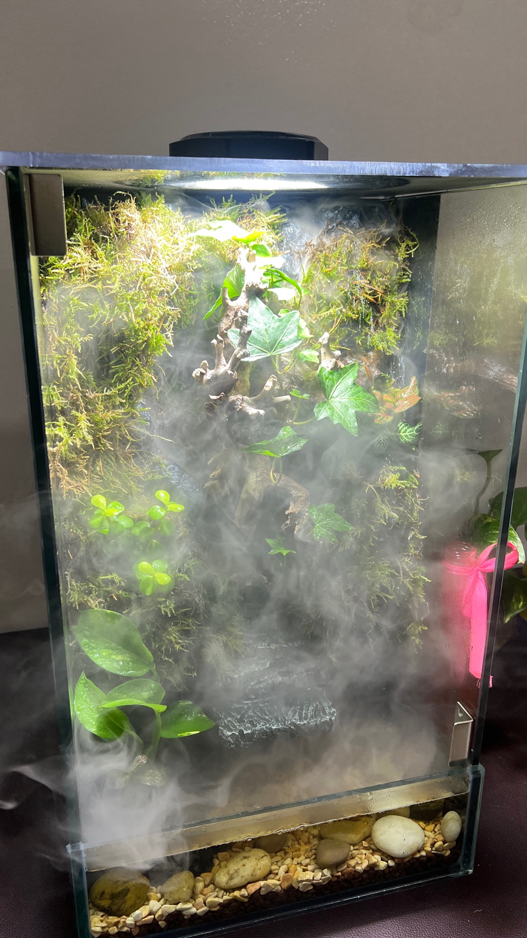  paludarium/terrarium for sale  - Image 6
