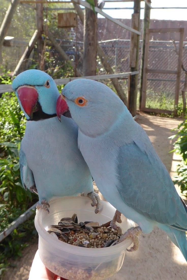 Blue Indian Ringneck chick - Image 2
