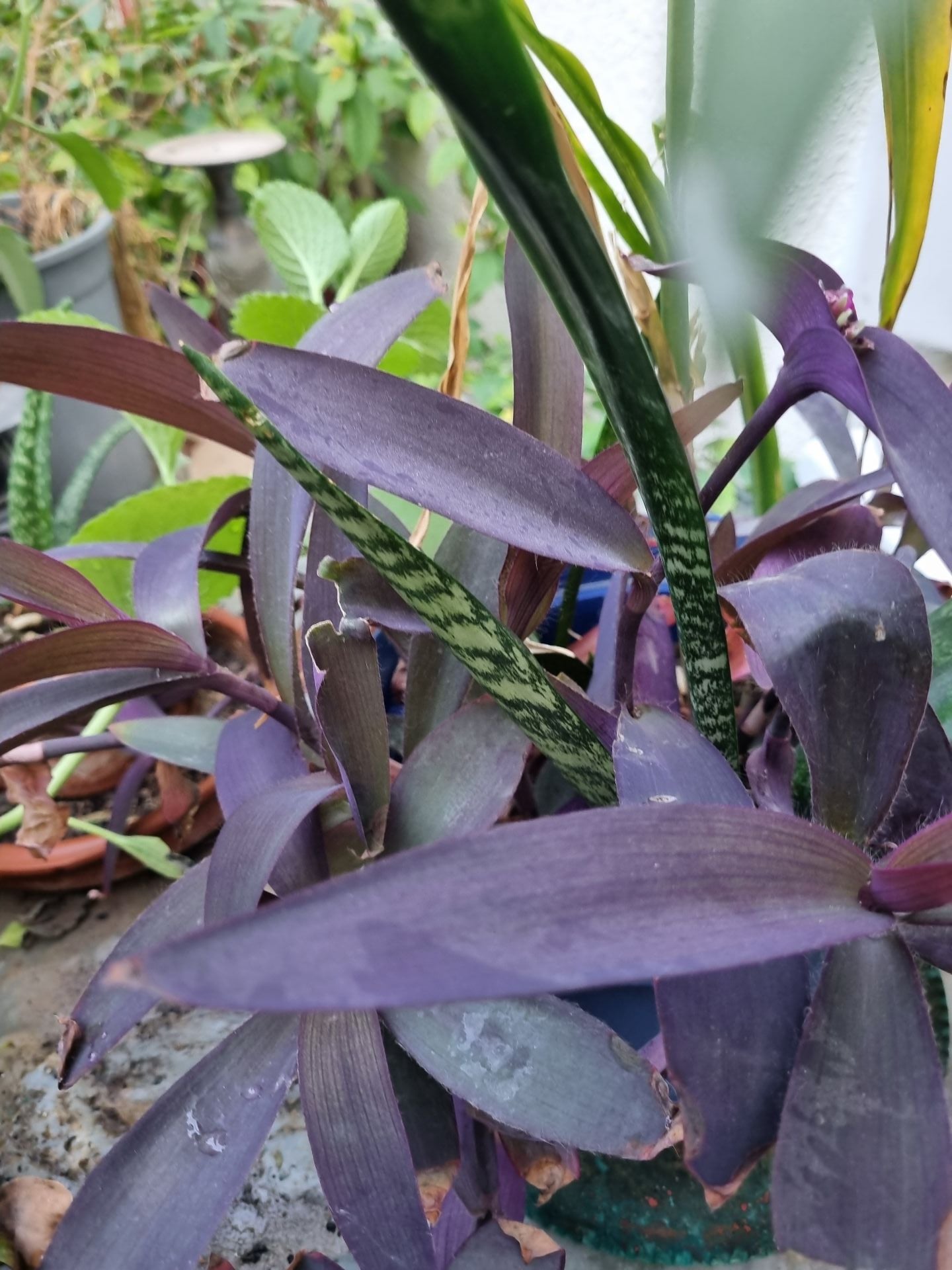 Big pots with flourishing plants - Image 4