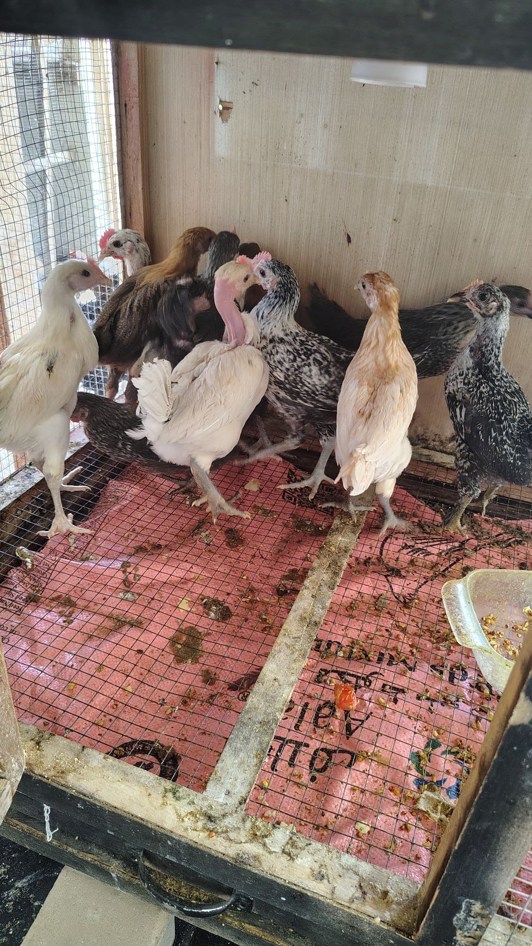 home Baladi chicks for sale  - Image 2