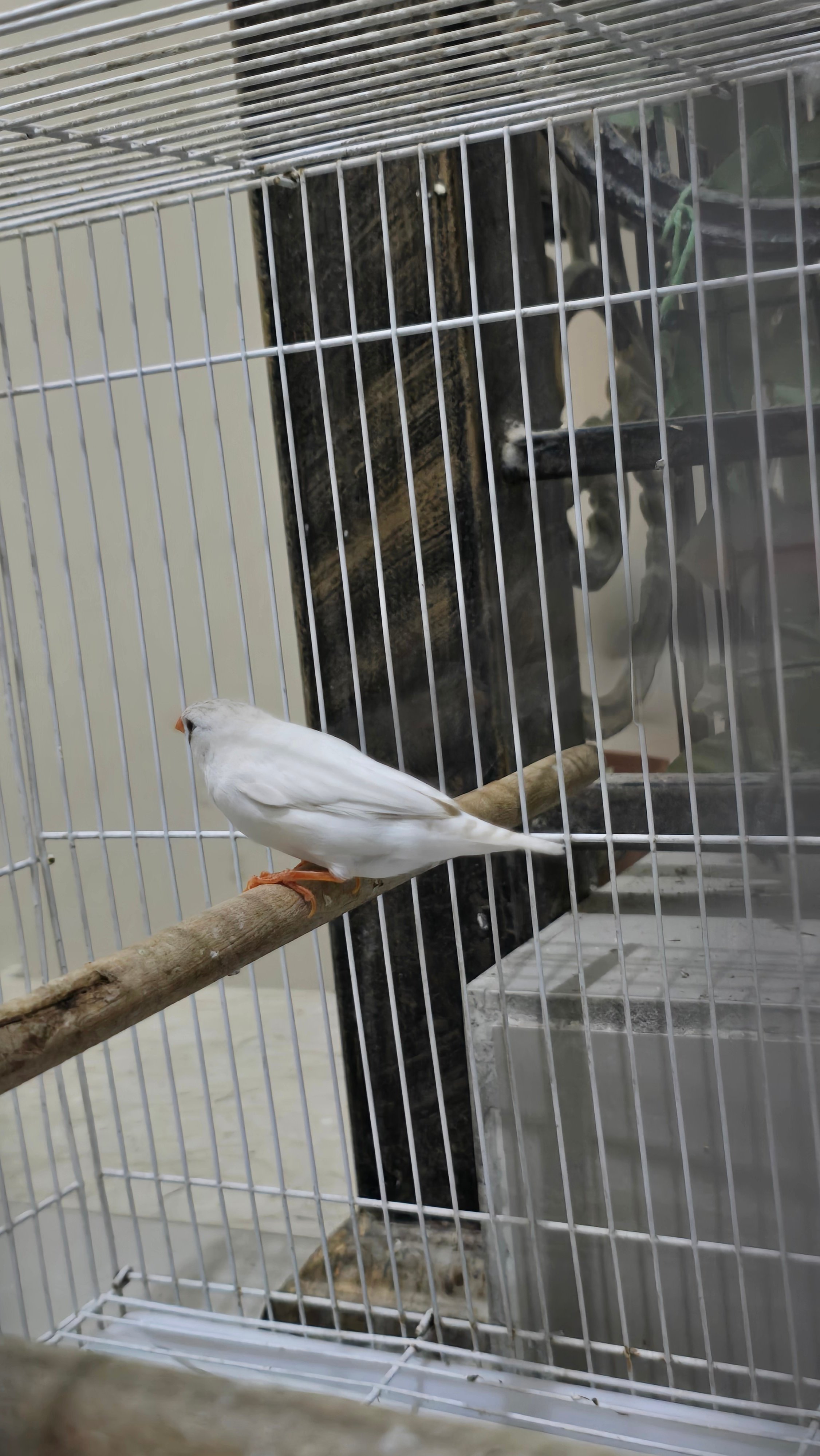 Bird (Finches) - Image 3