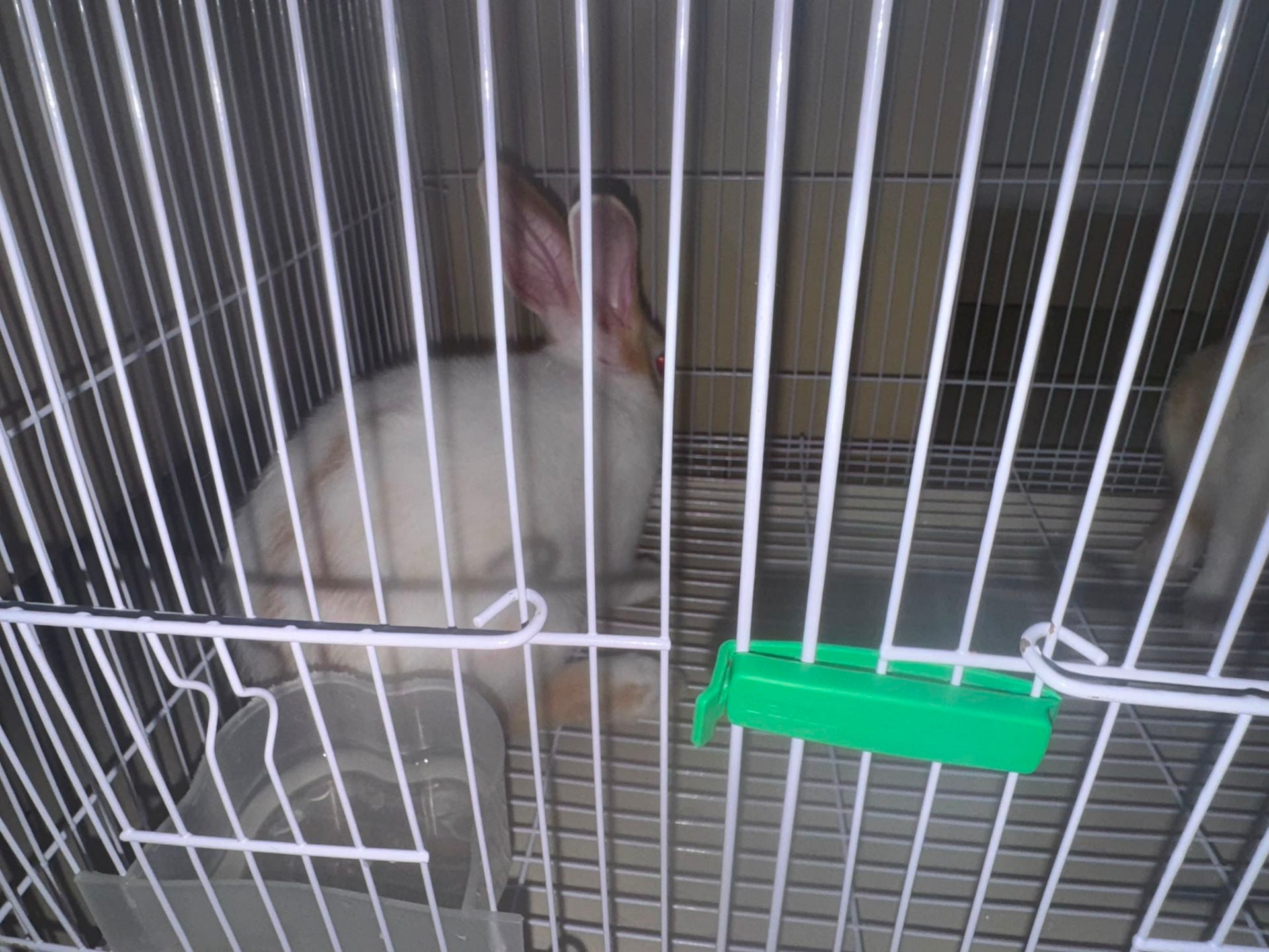 Rabbits white pair with Cage - Image 8