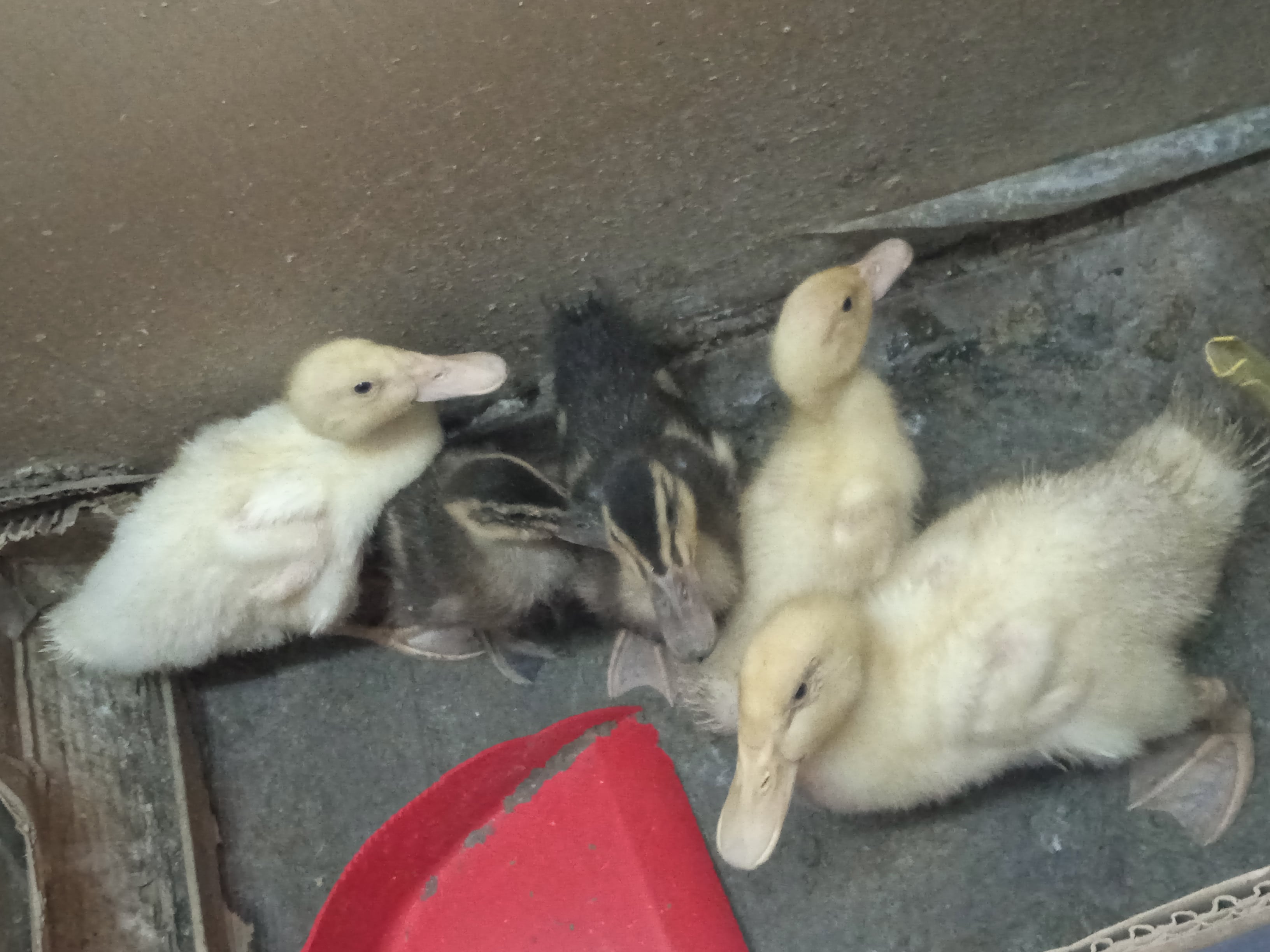 Little ducks - Image 4