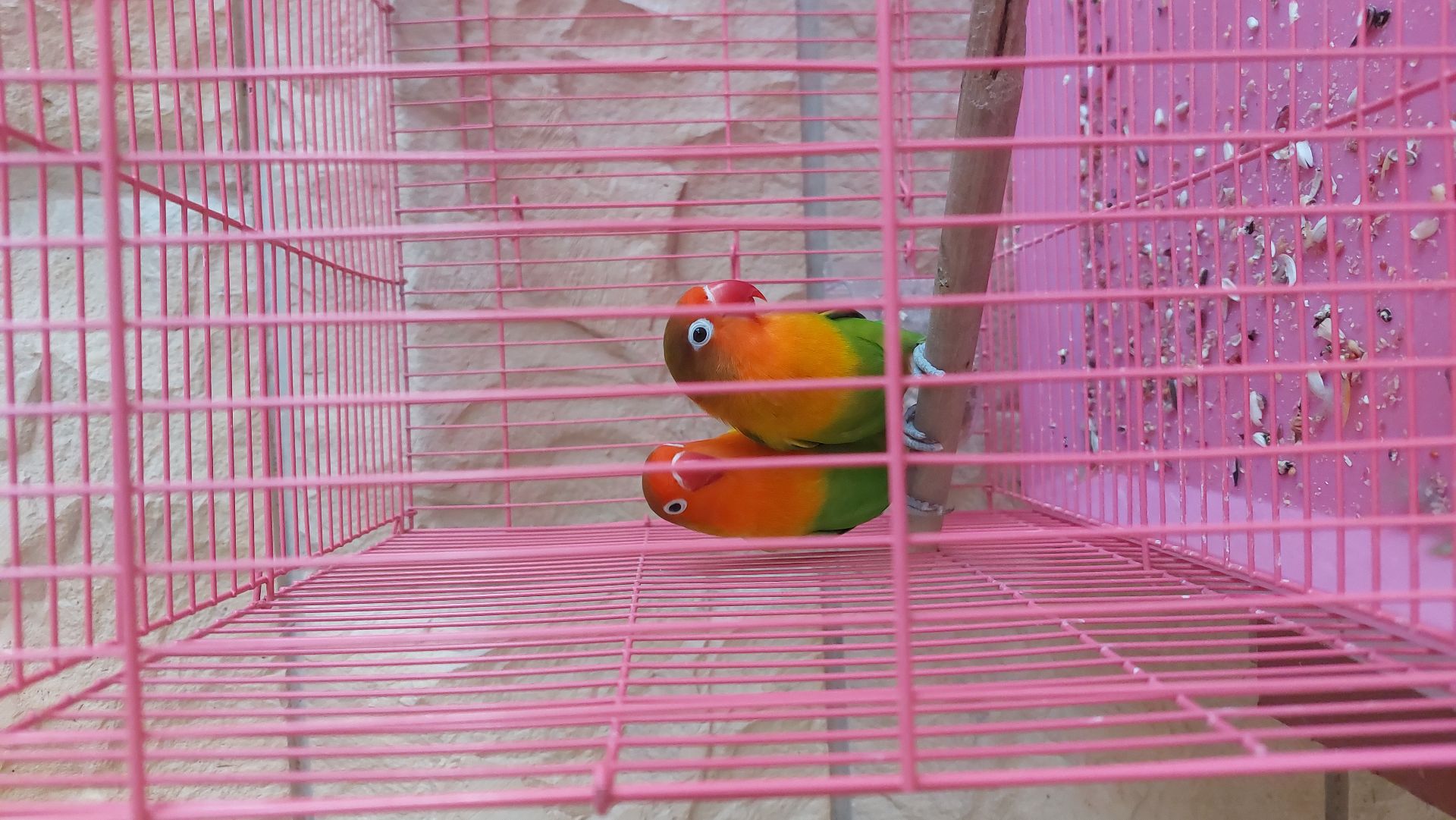 Fischer's lovebird
Bird - Image 6