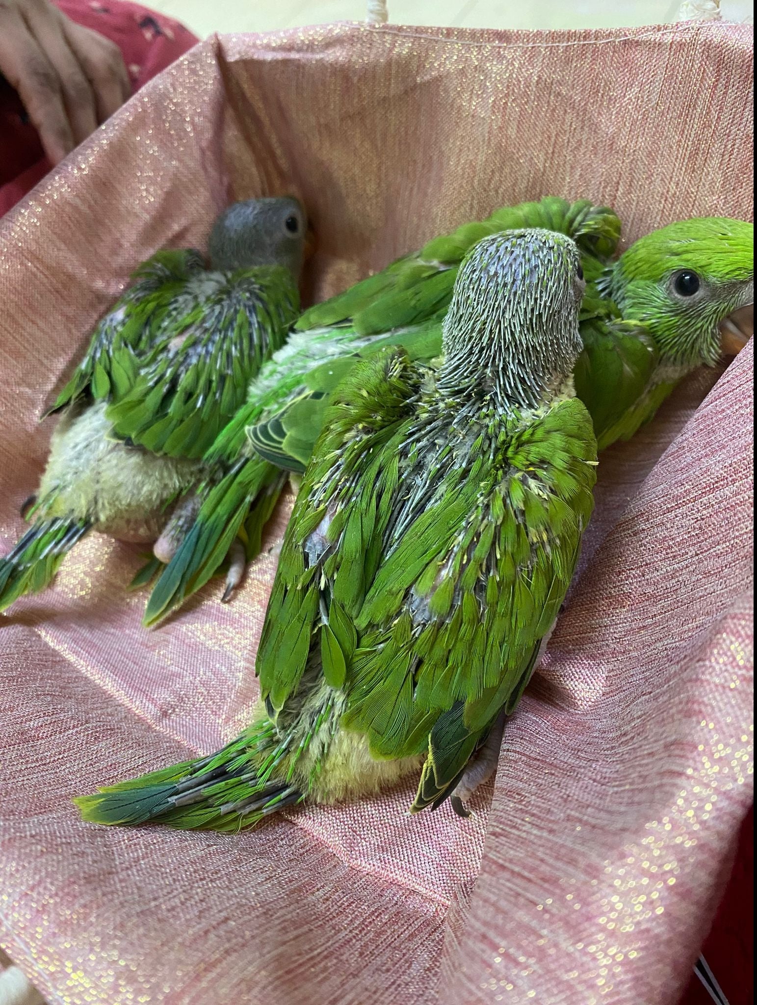 Indian Ring net Parrot (Hand feeding Babies) - Image 6
