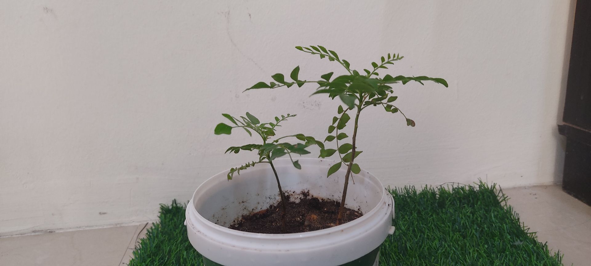 Curry leaf plants-2 - Image 4
