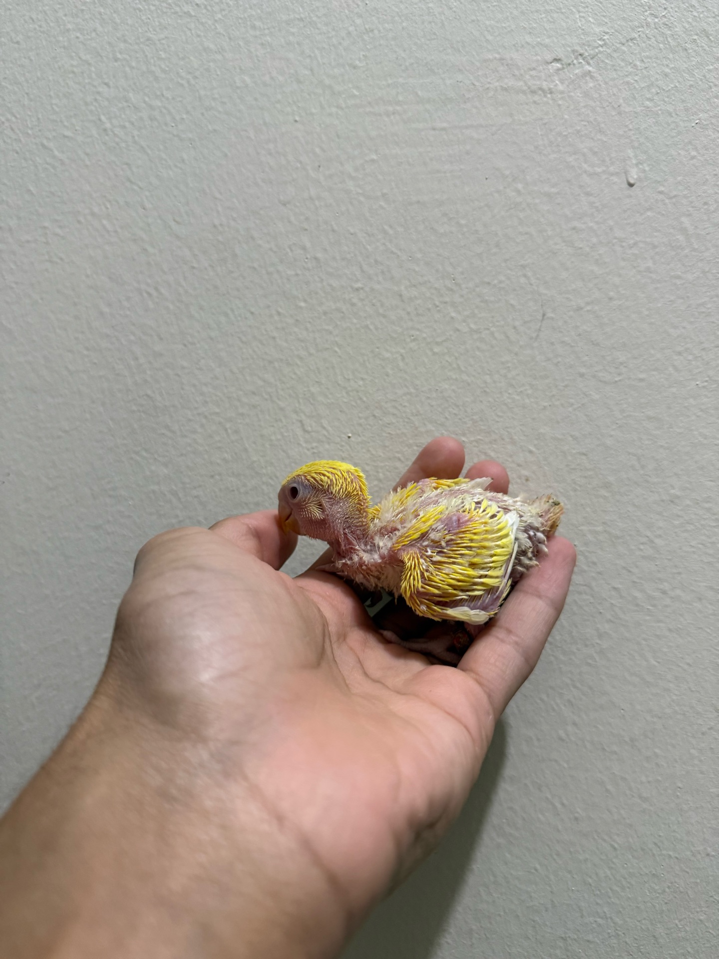 Love bird chick - Image 1