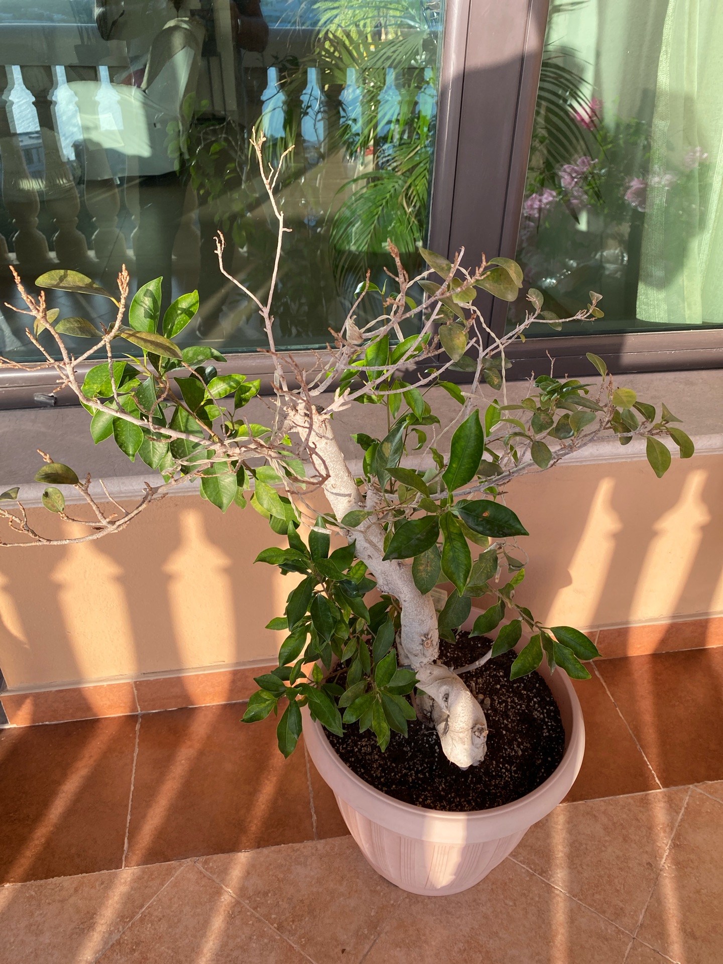 Plants from 50 riyals to 150 riyals - Image 5