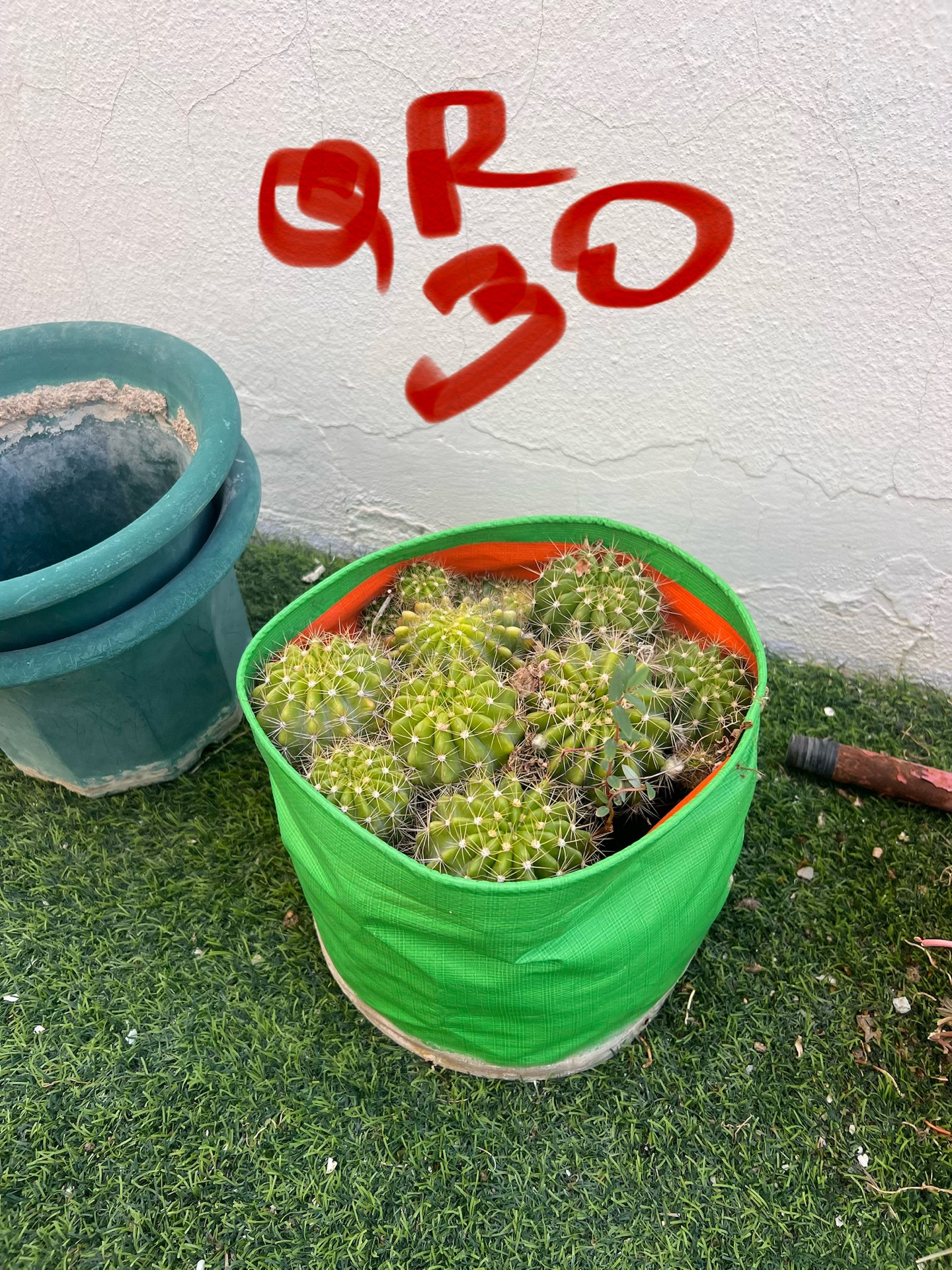 Cactus and other plants - Image 7