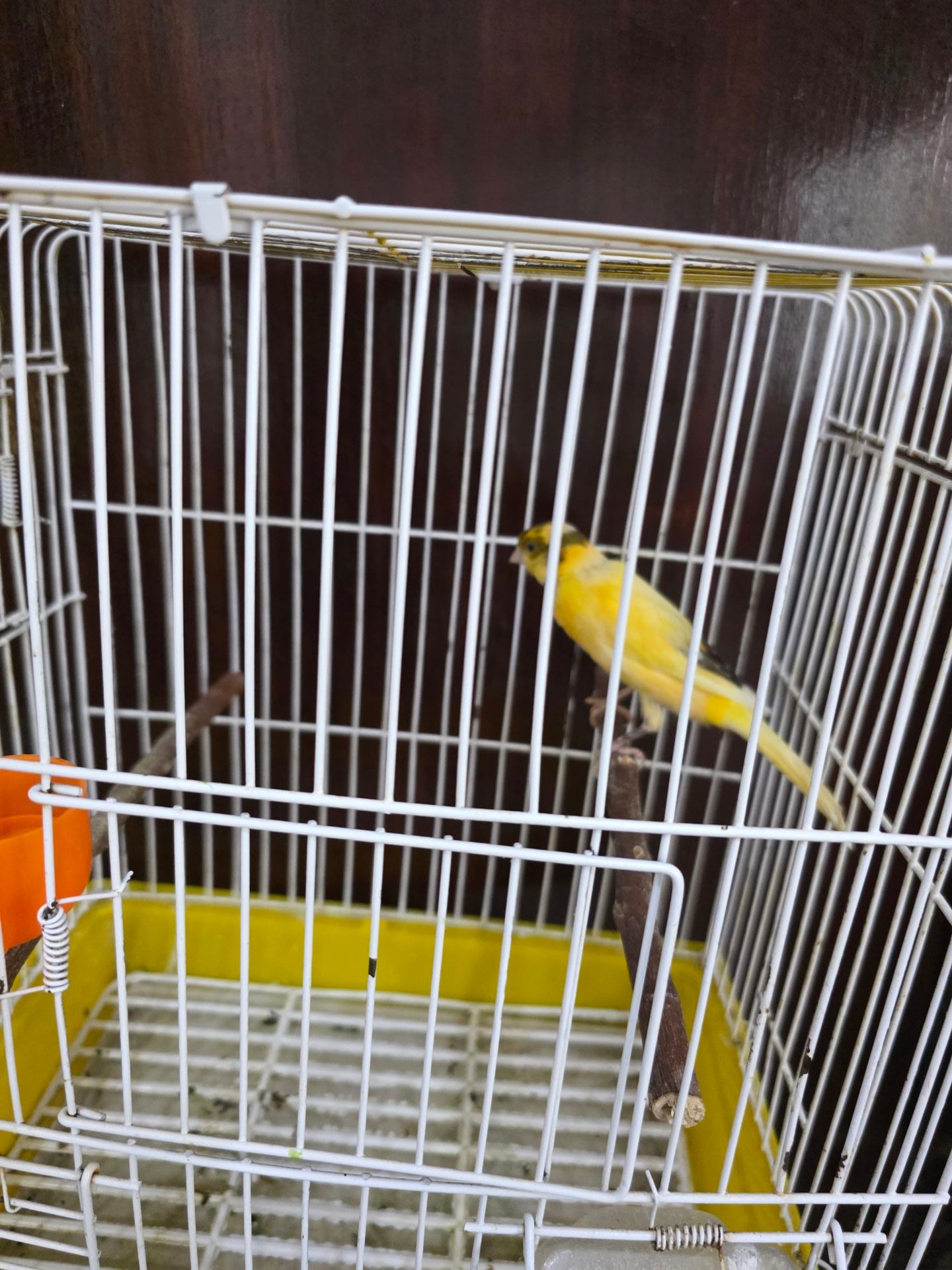 Canary Male Ready - Image 1