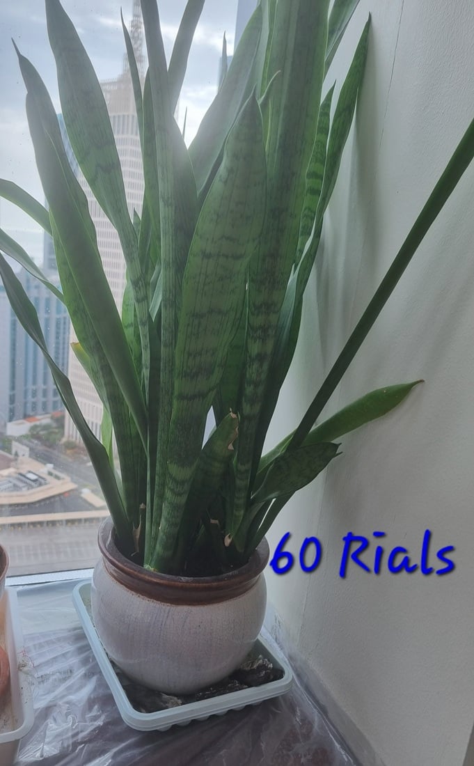 Plants for Sale - Image 6